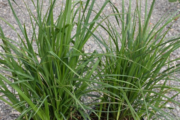 Carex riparia – Hameter Staudengärtnerei