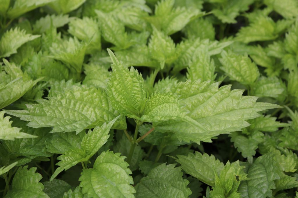 Boehmeria sieboldiana Hameter Staudengärtnerei