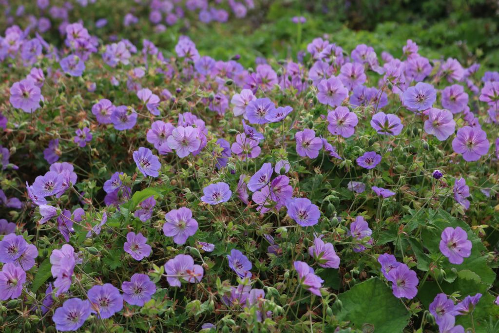 Geranium wallichianum ‚Azure Rush‘ ® – Hameter Staudengärtnerei