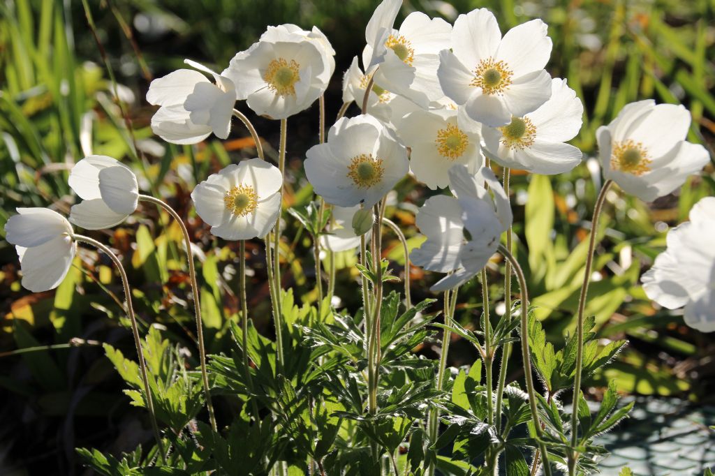 Anemone sylvestris – Hameter Staudengärtnerei