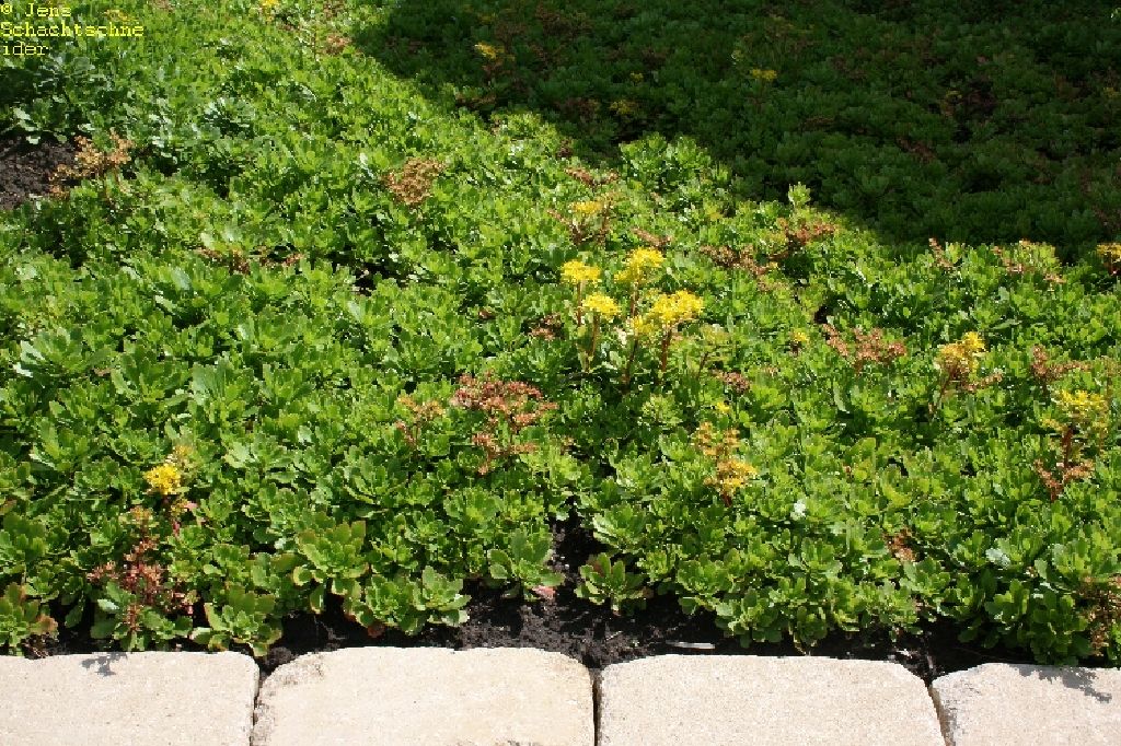 Sedum hybridum ‚Immergrünchen‘ – Hameter Staudengärtnerei