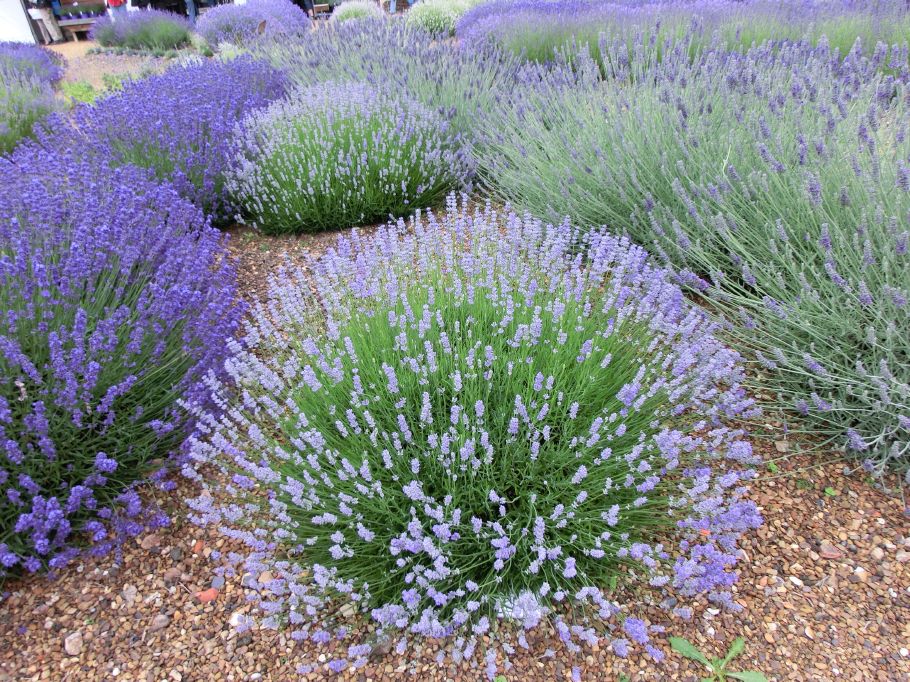 Lavendel Blue Cushion