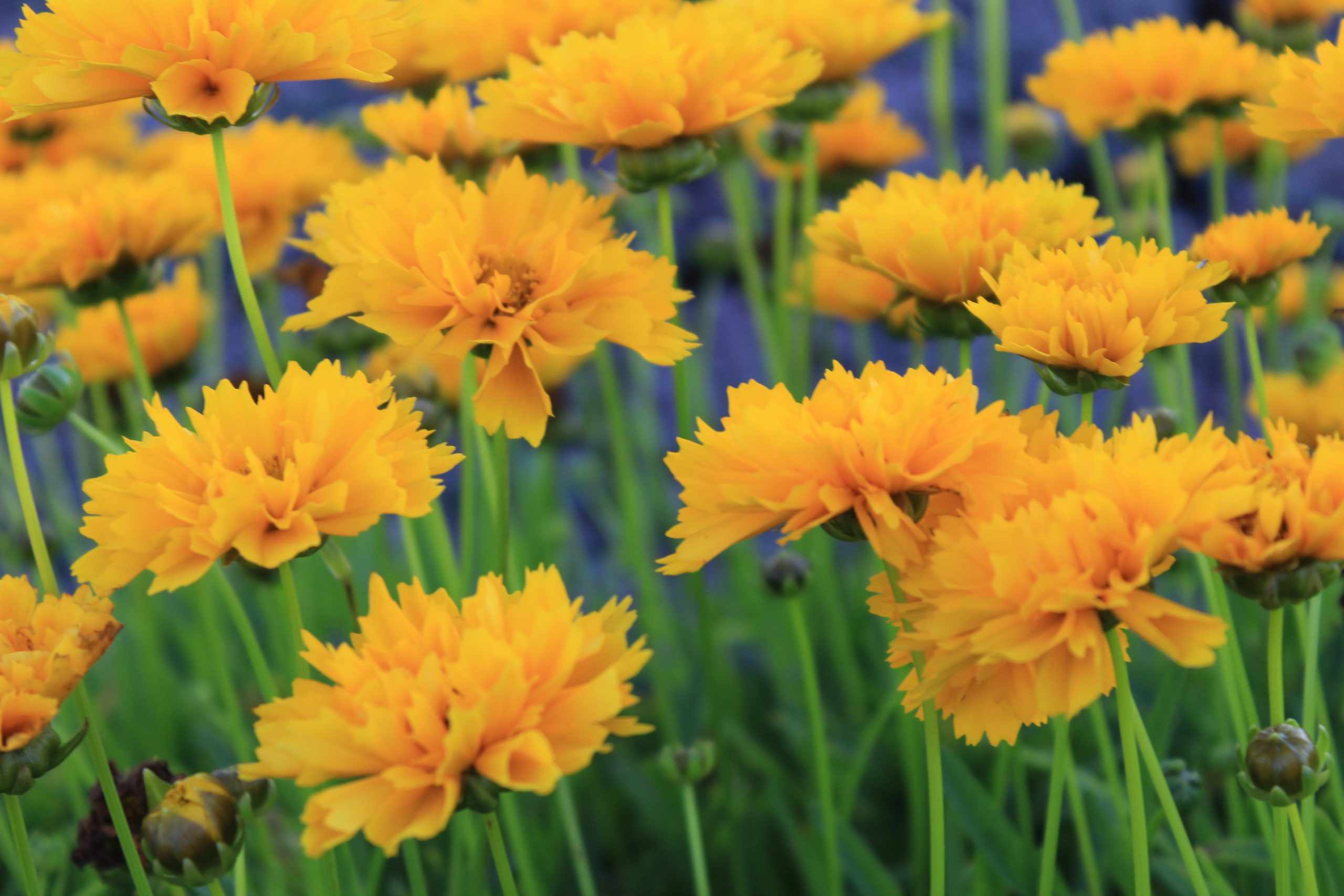 1300_coreopsis_grandiflora_early_sunrise_SS_002.jpeg