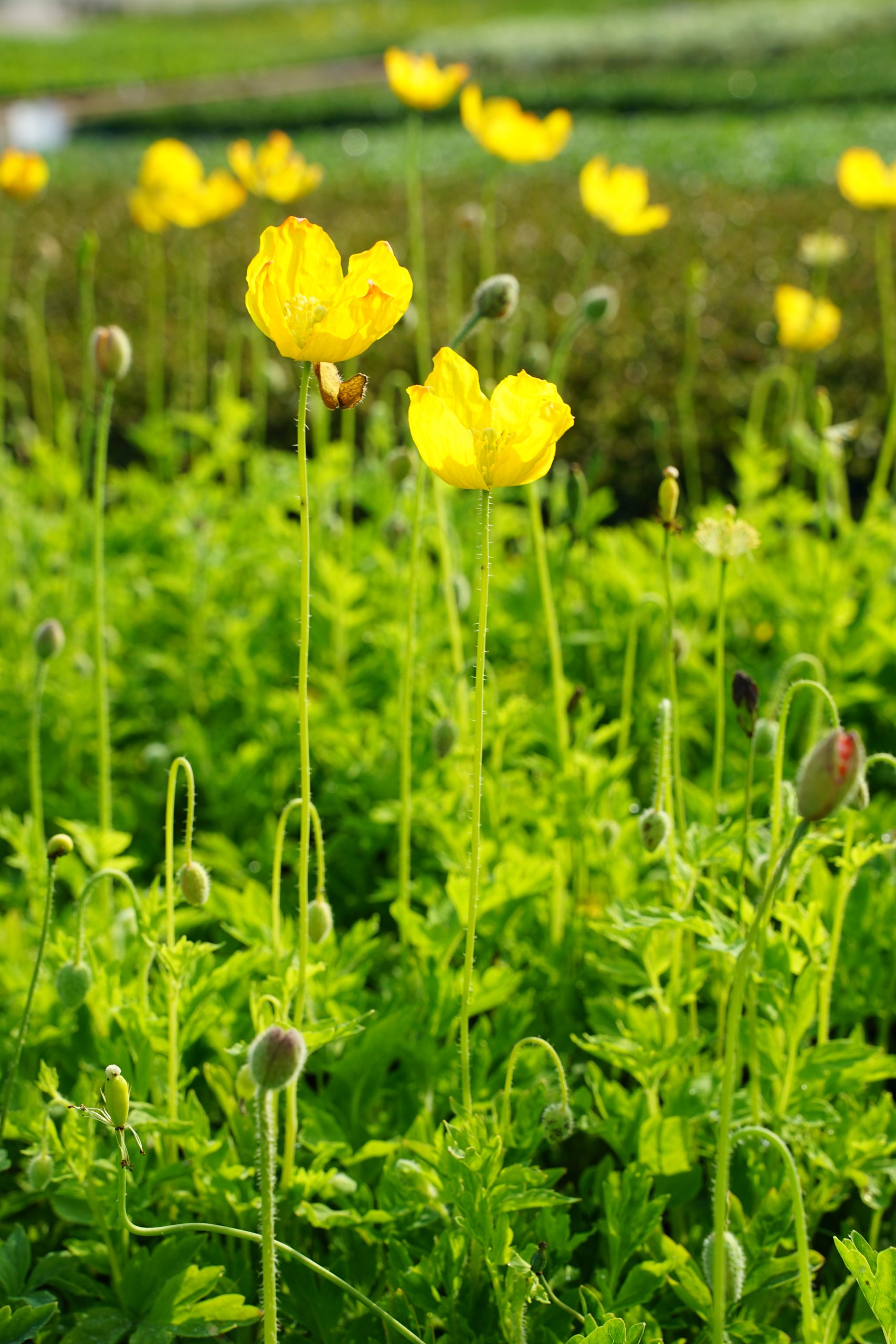 10638_papaver_cambricum_SS_003.jpg