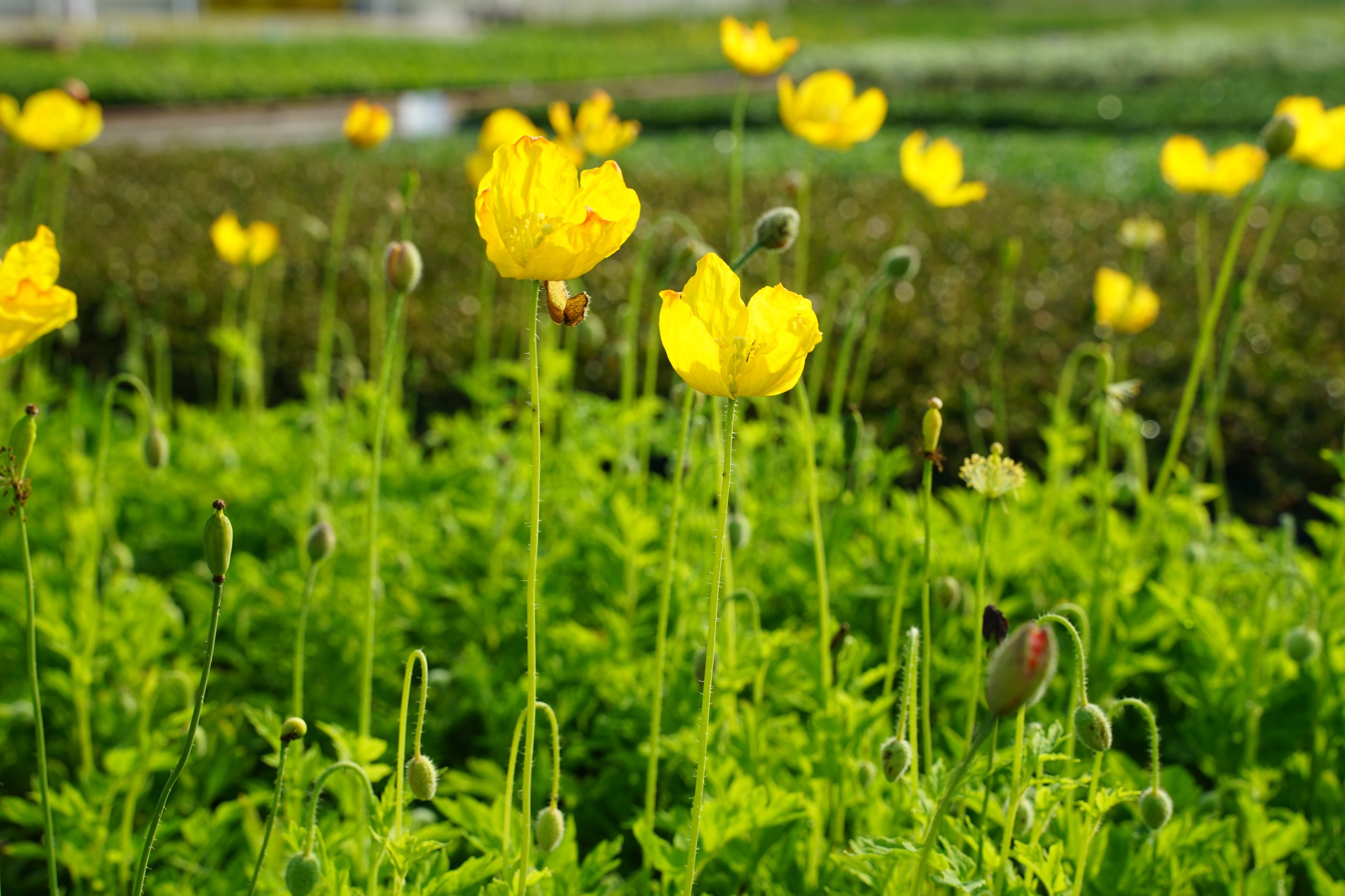 10639_papaver_cambricum_SS_004.jpg