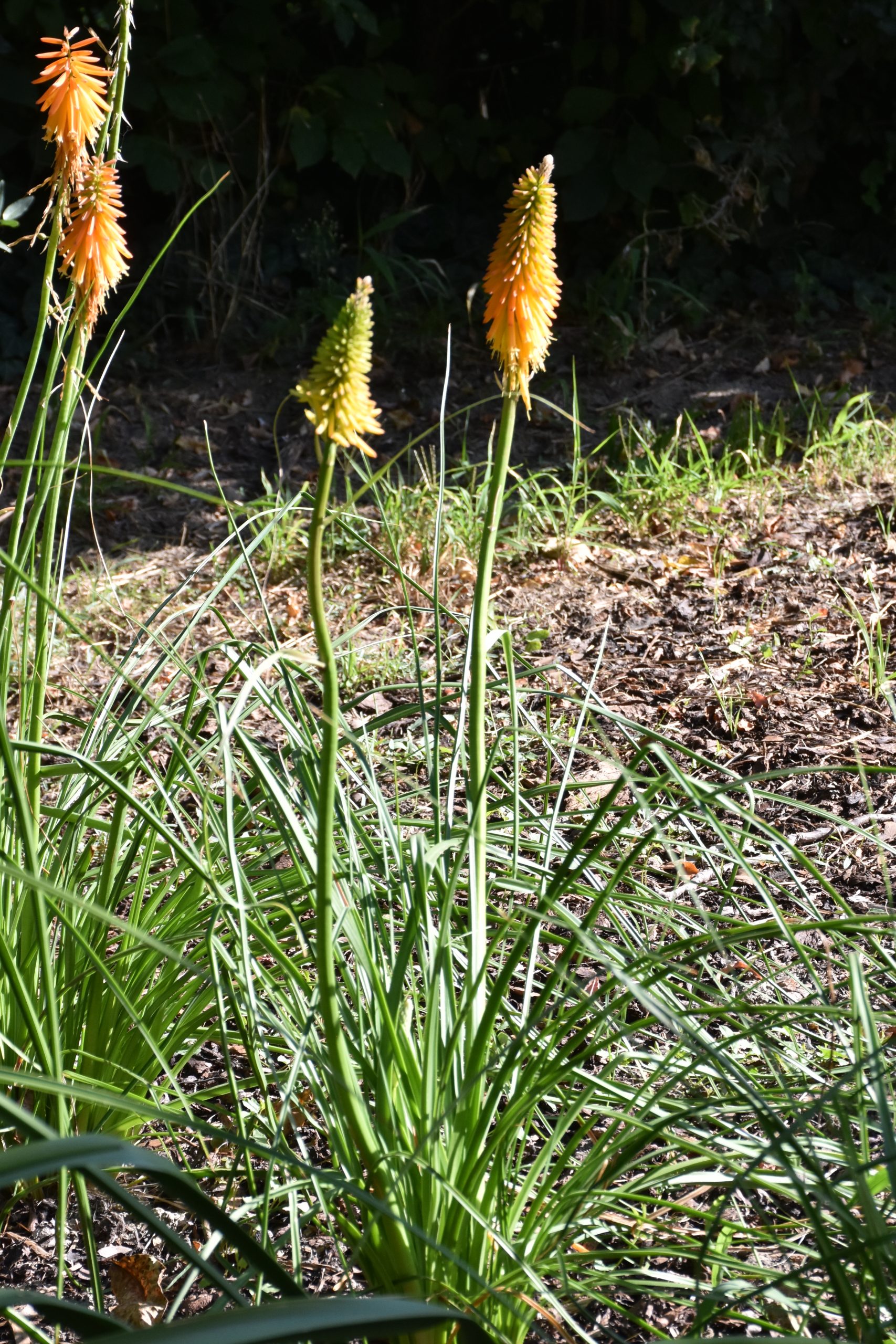12244_kniphofia_galpinii_XS_001.jpg