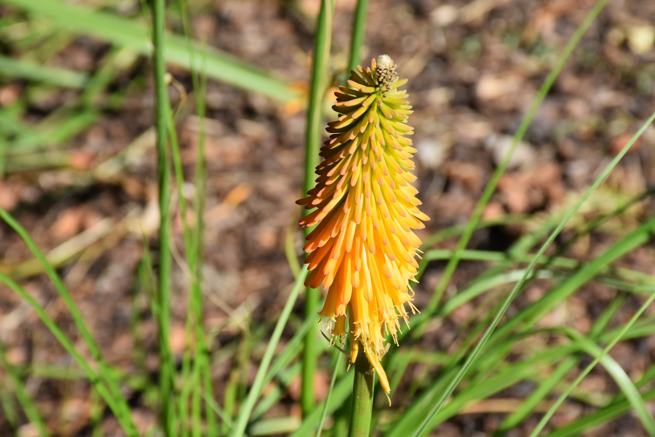 12245_kniphofia_galpinii_XS_002.jpg