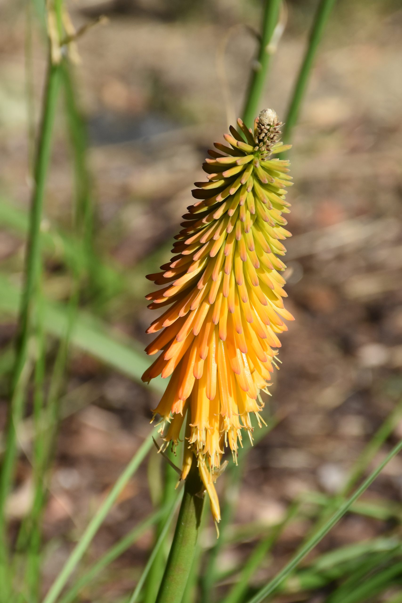 12246_kniphofia_galpinii_XS_003.jpg