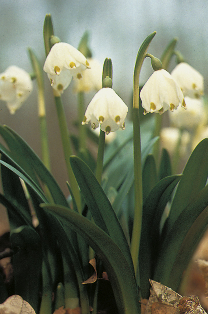 6251_leucojum_vernum_ZK_001.jpeg