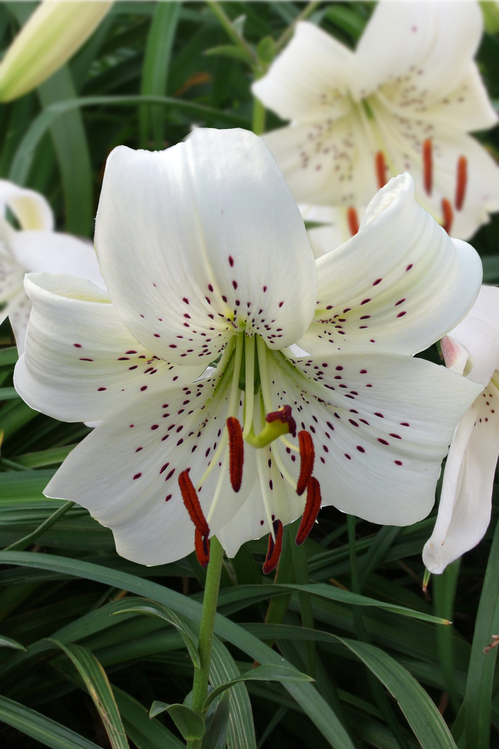 6315_lilium_cultorum_white_twinkle_ZK_001.jpeg
