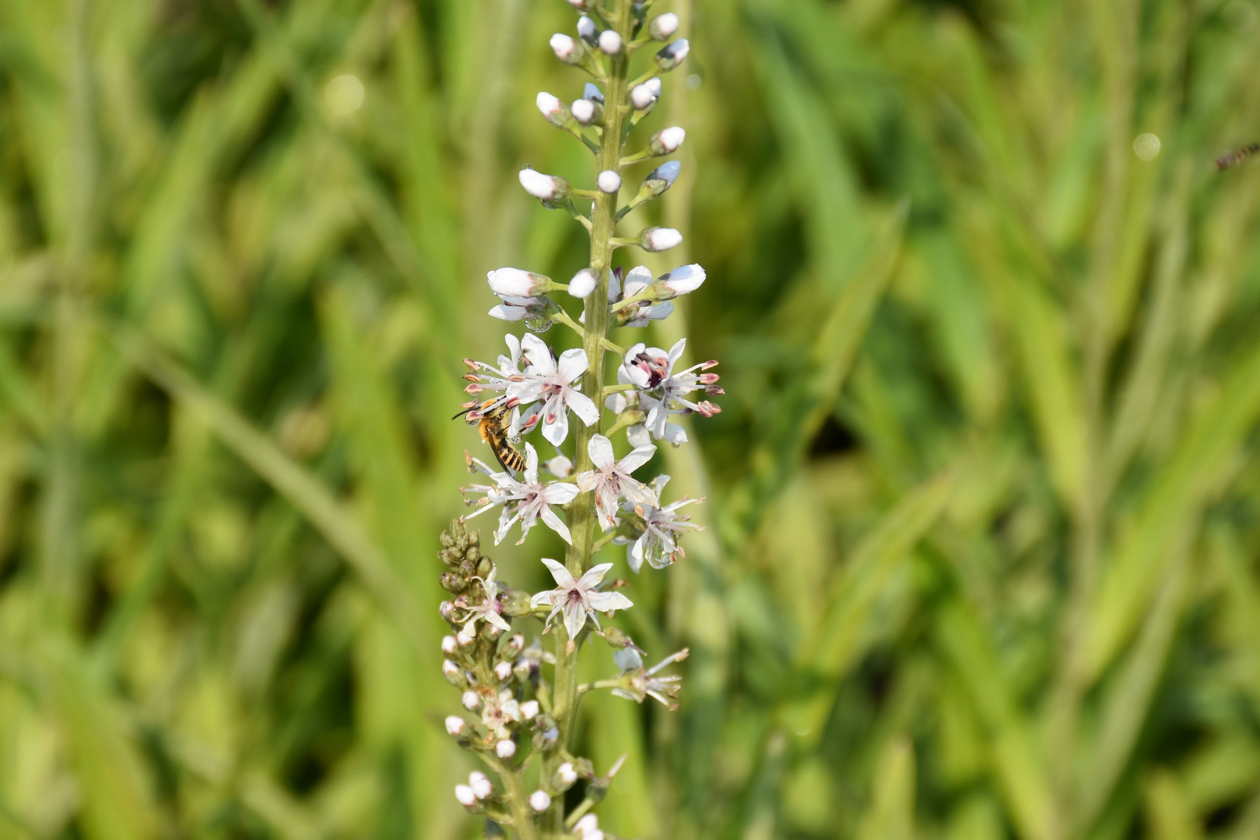 8839_lysimachia_ephemerum_XS_001.jpg