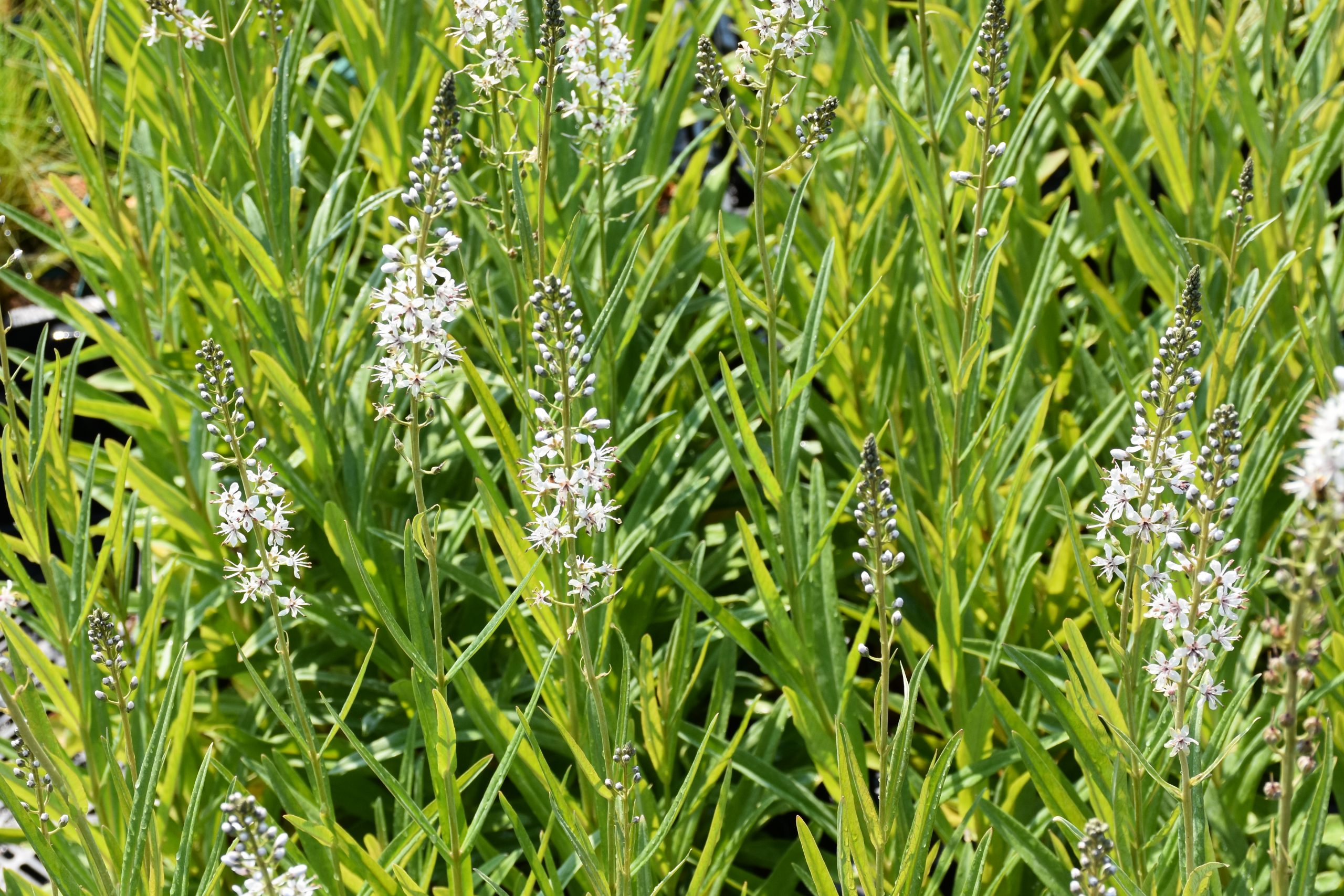 8840_lysimachia_ephemerum_XS_002.jpg