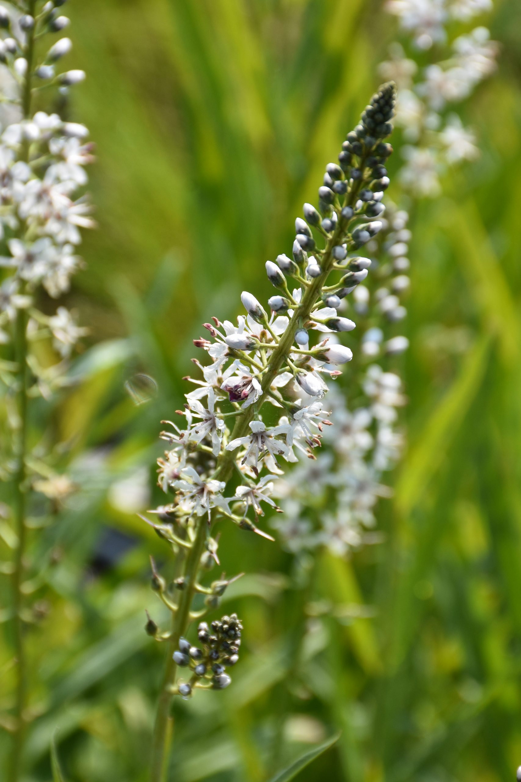 8841_lysimachia_ephemerum_XS_003.jpg