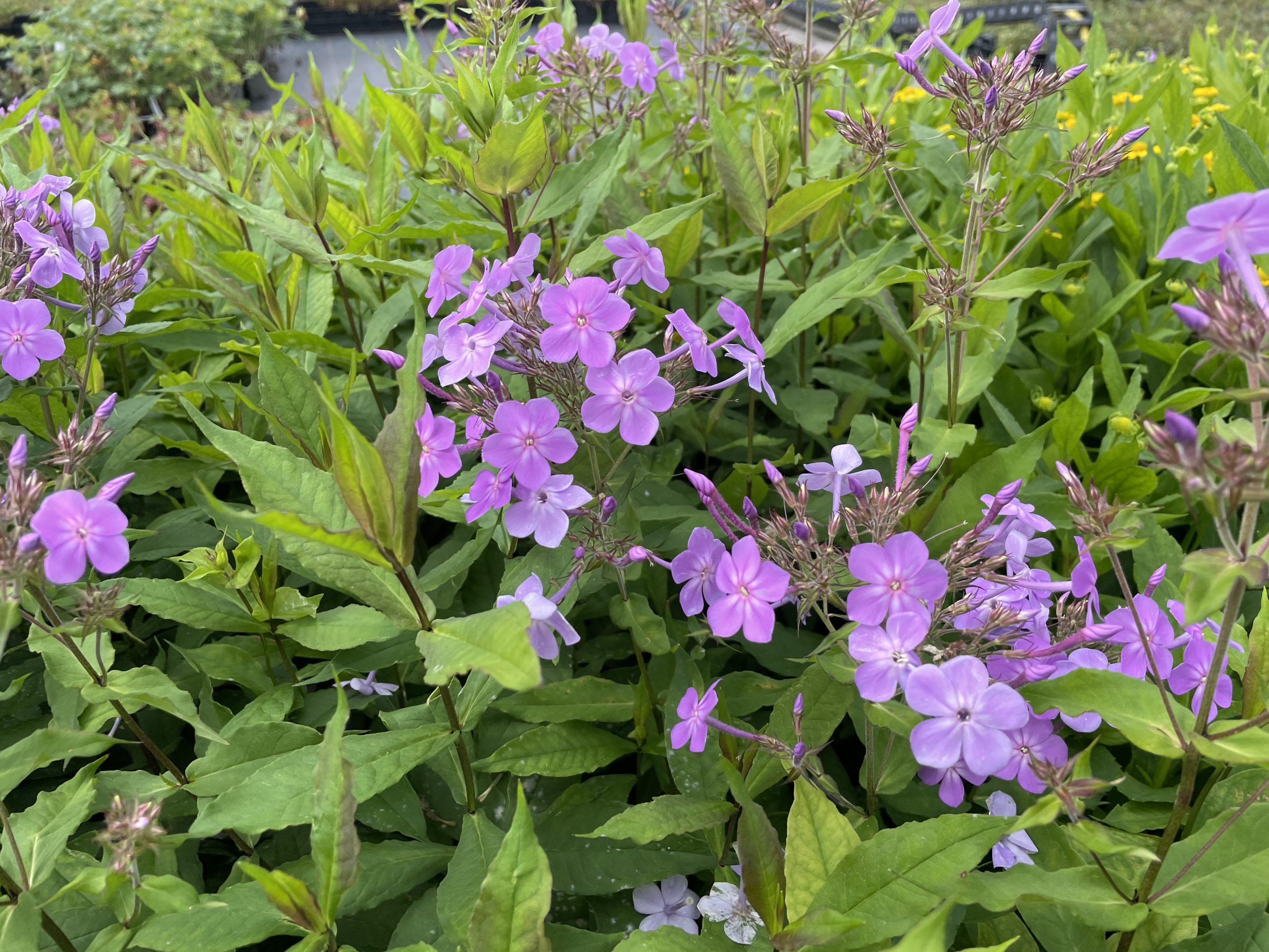 10033_phlox_paniculata_queen_paola_BG_005.jpg