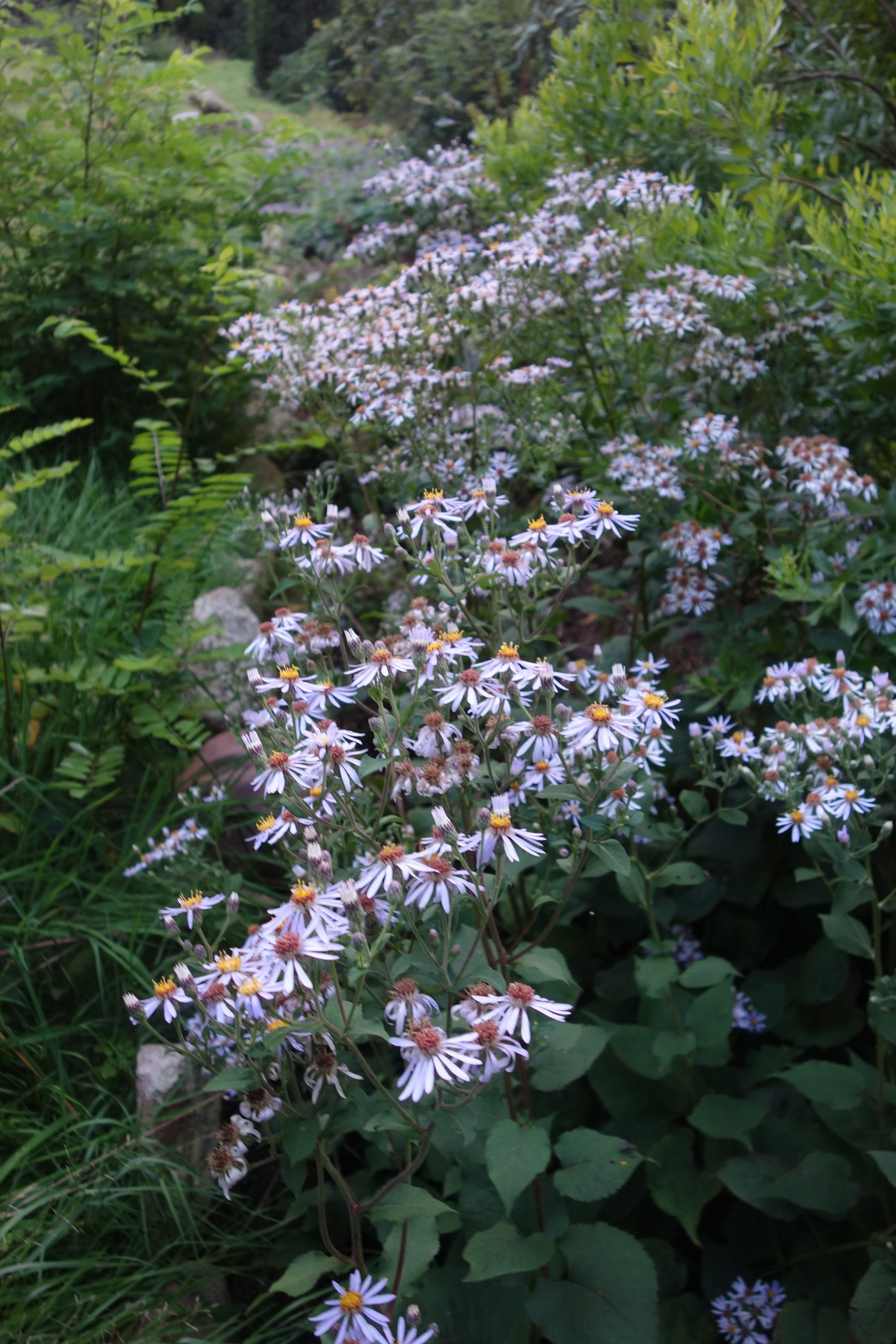 10384_aster_macrophyllus_SS_001.jpg