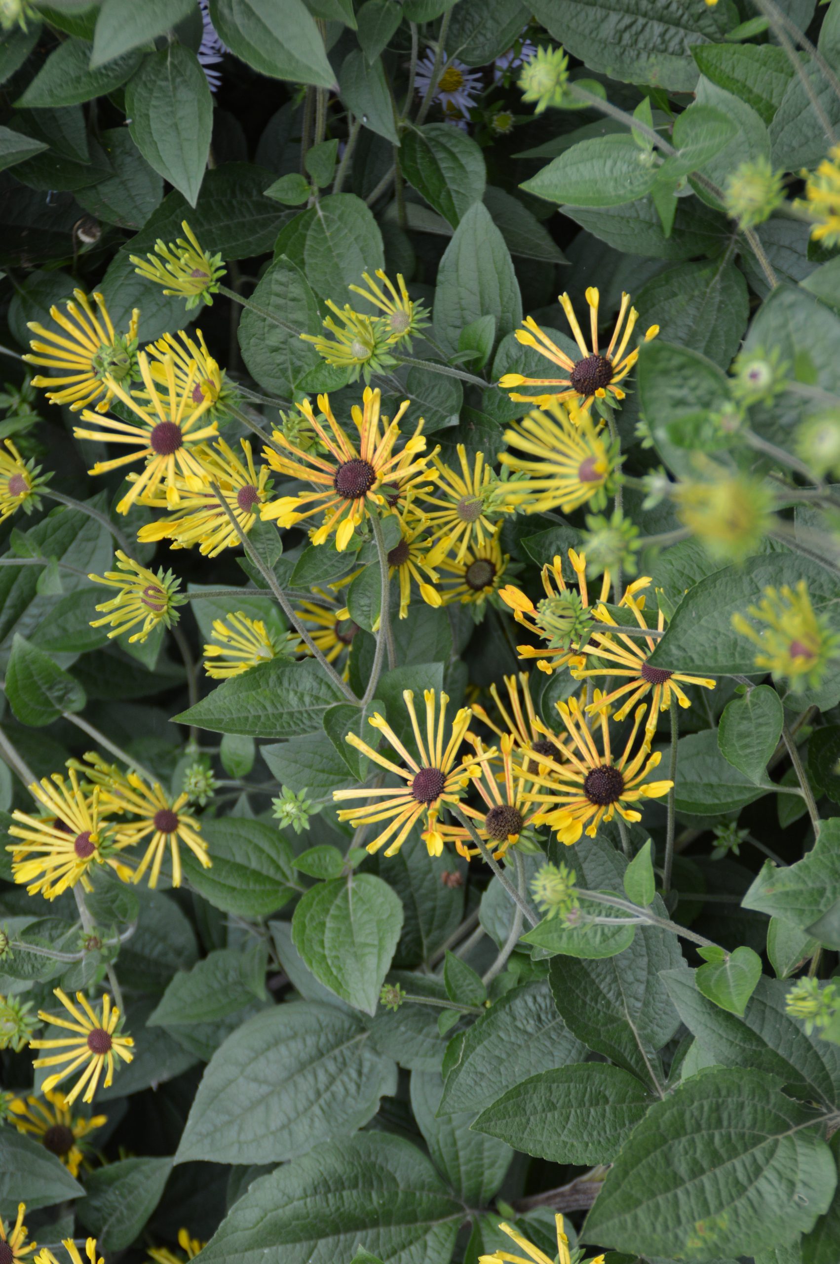 11399_rudbeckia_subtomentosa_little_henry_SS_002.jpg