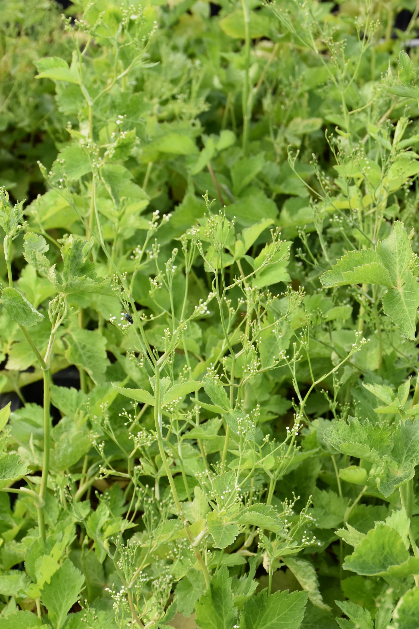 11577_spuriopimpinella_brachycarpa_XS_002-1.jpg