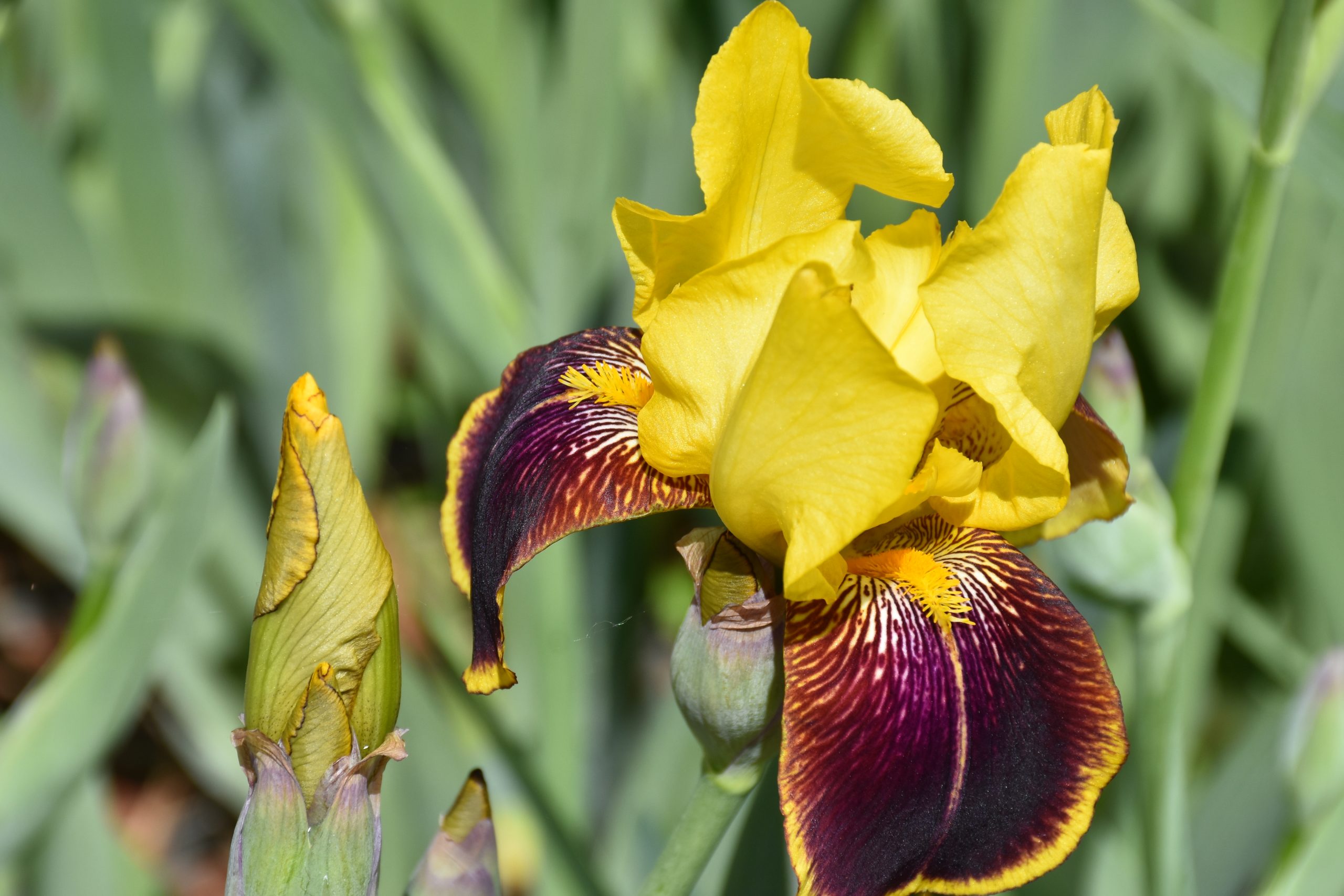 11701_iris_barbata_elatior_grand_chef_XS_004.jpg