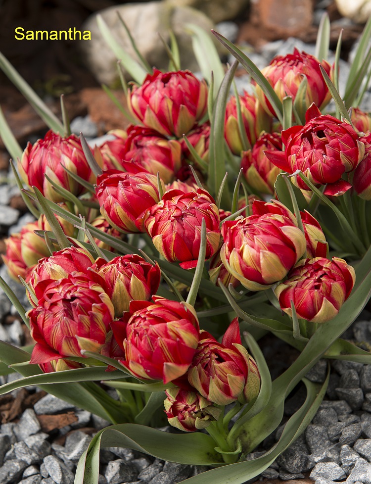 11821_tulipa_humilis_samantha_ZK_001.jpg