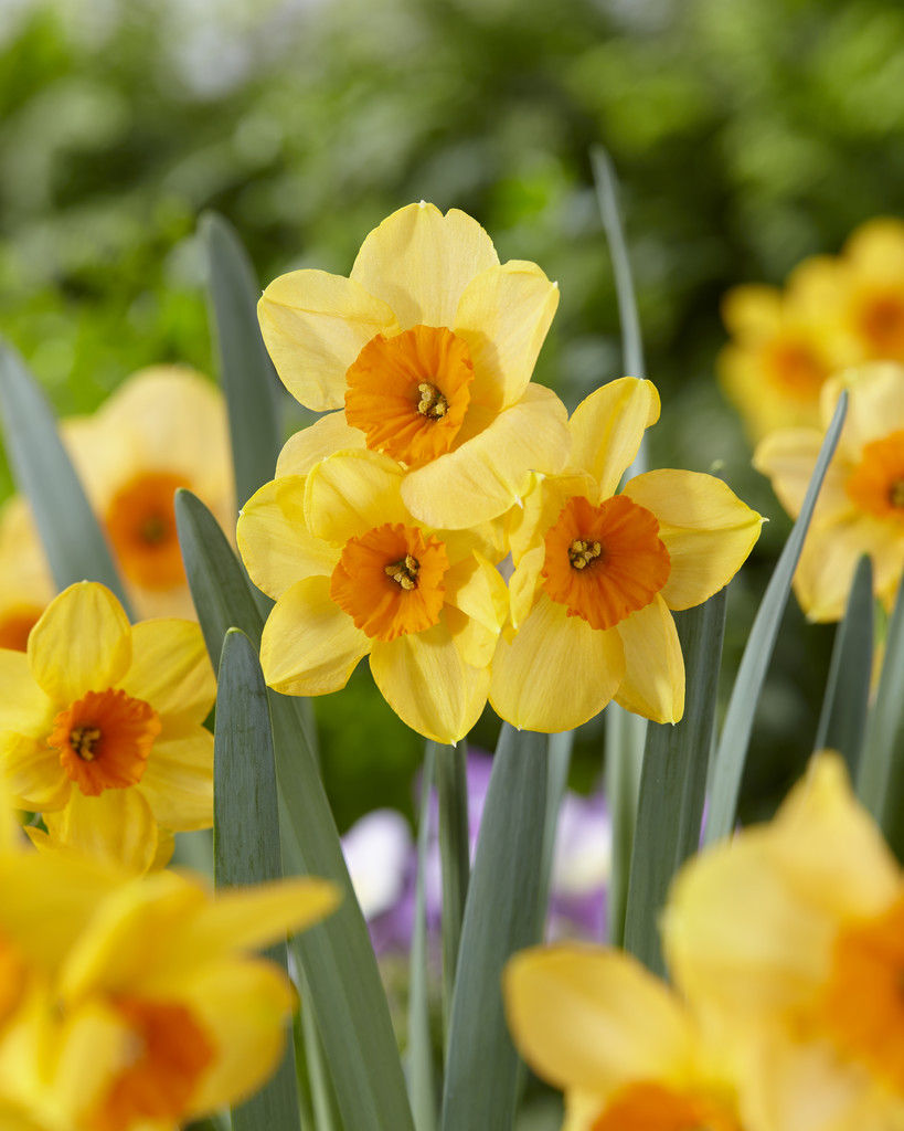 11823_narcissus_cult_kedron_ZK_001.jpg