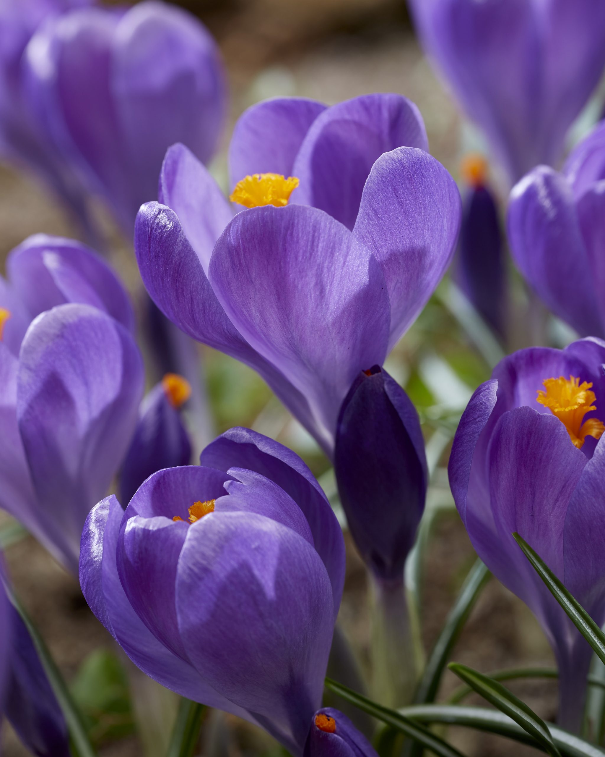 11843_crocus_cult_blue_ocean_ZK_001.jpg