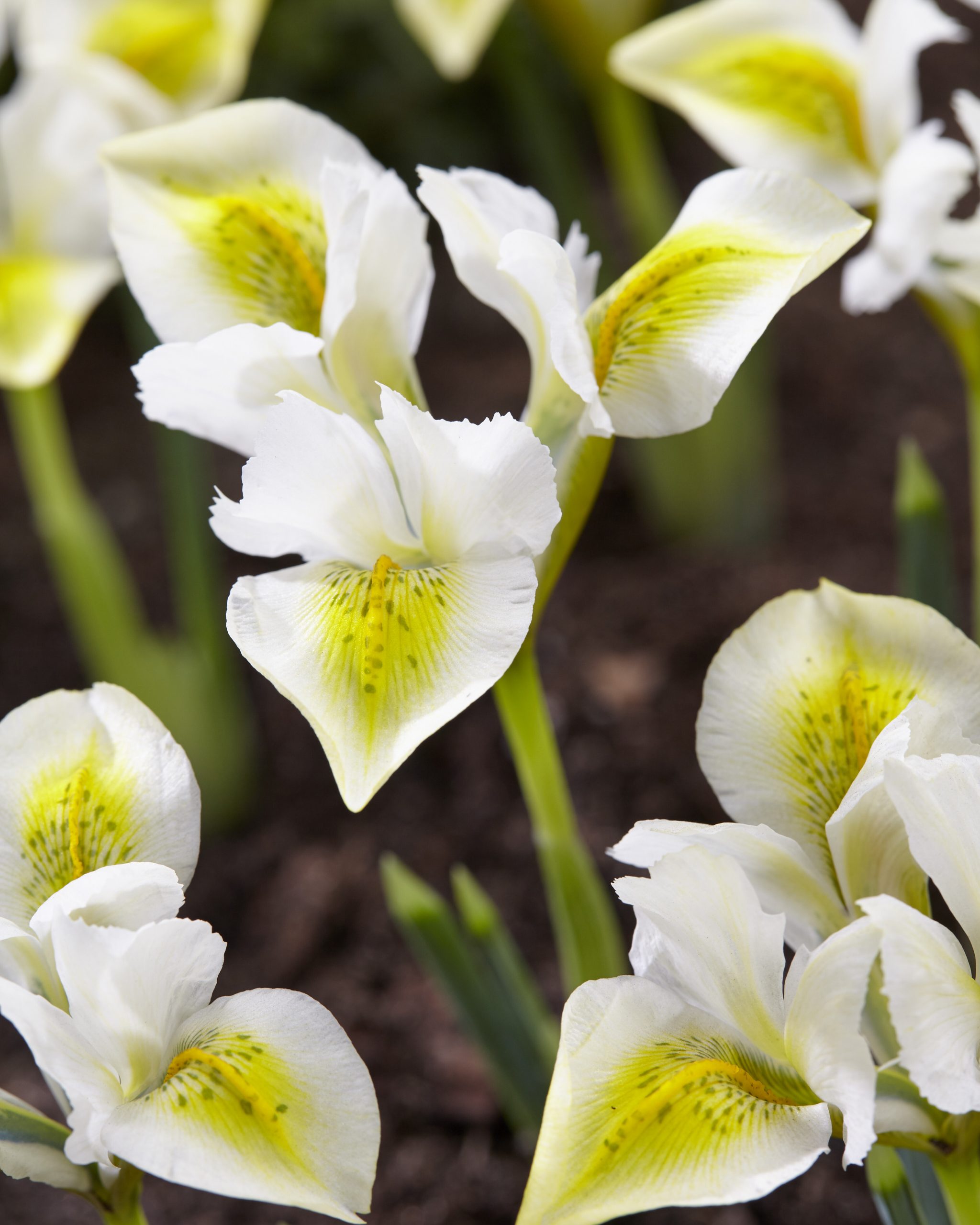 11910_iris_reticulata_north_star_ZK_001.jpg