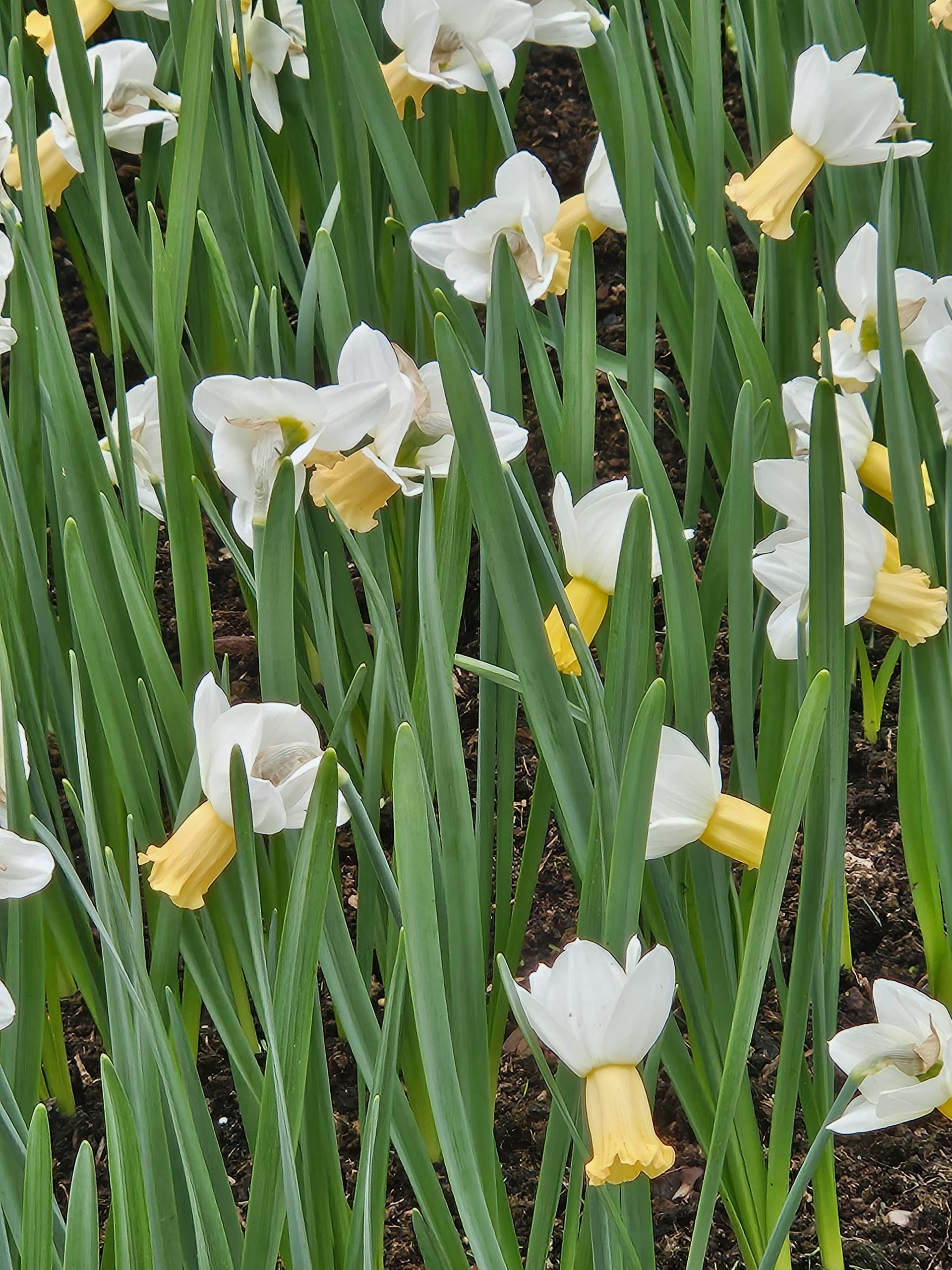 11940_narcissus_cyclamineus_winter_walz_ZK_001.jpg