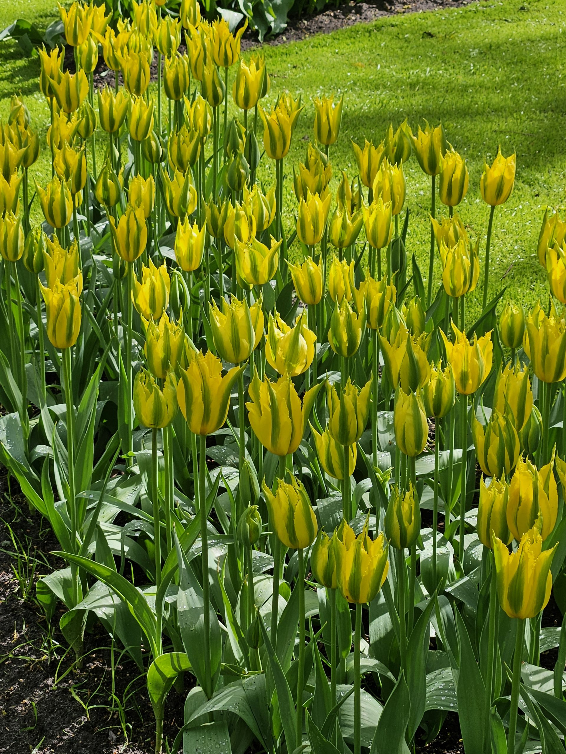 12043_tulipa_cult_green_mile_ZK_001.jpg