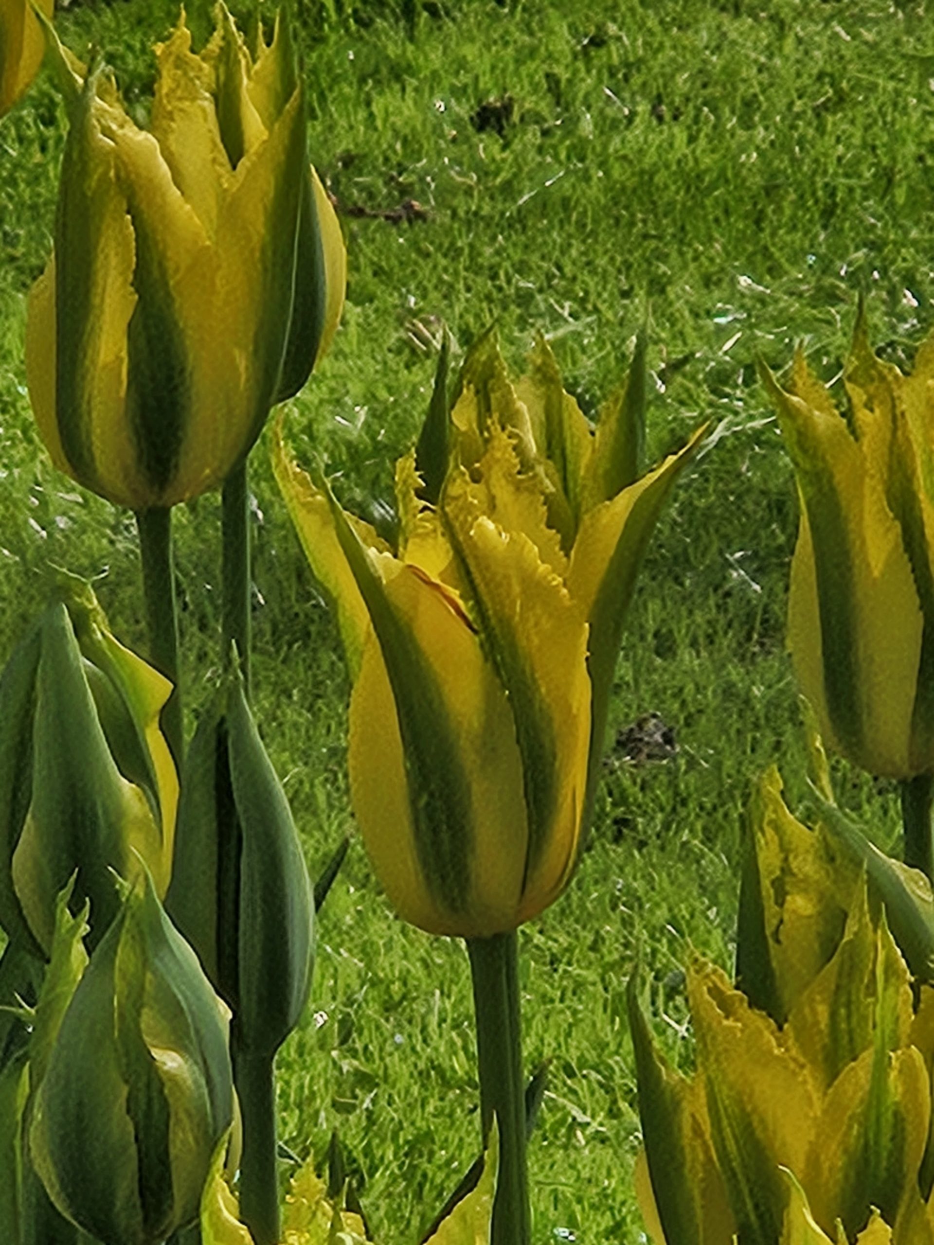 12044_tulipa_cult_green_mile_ZK_002.jpg