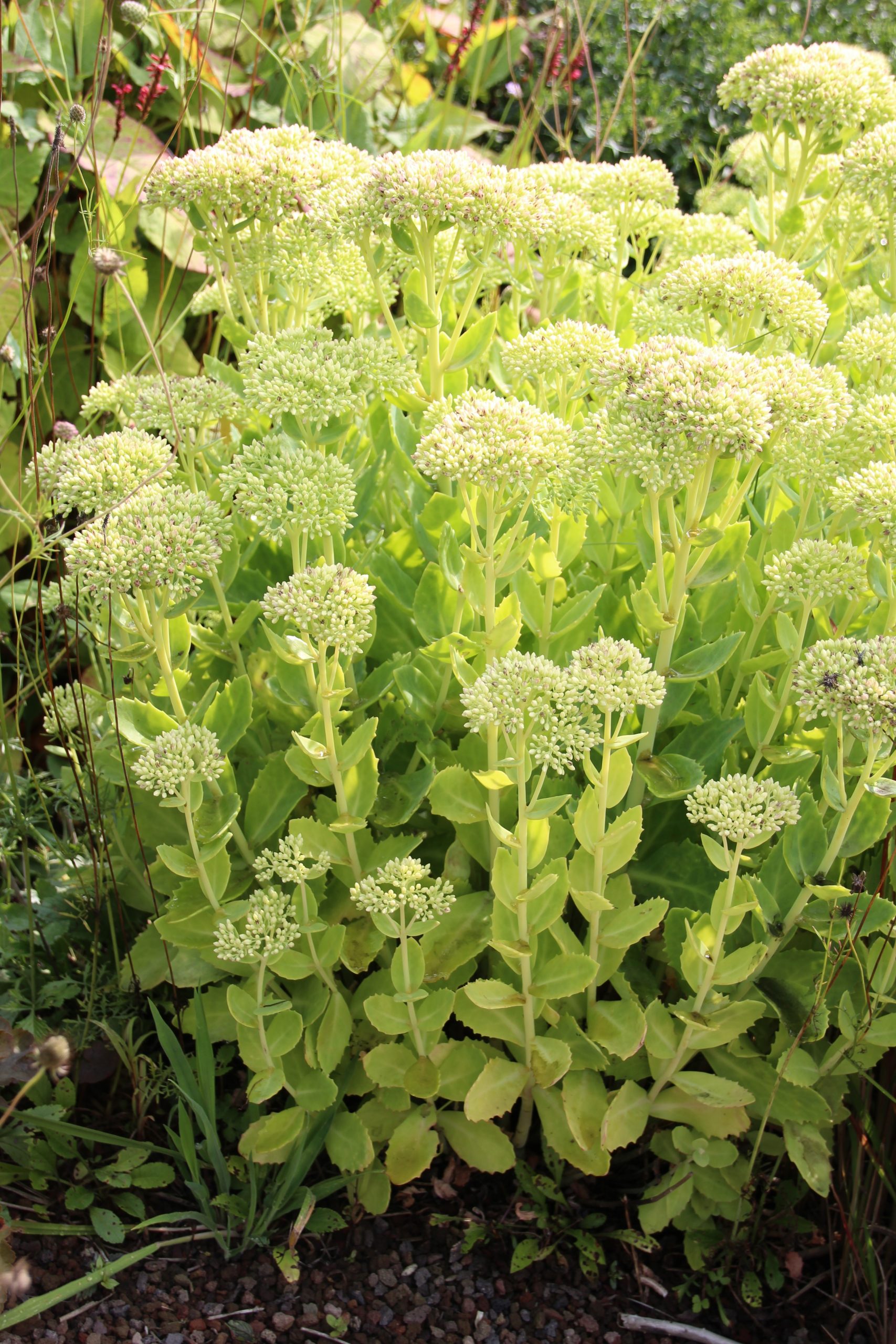 4268_sedum_spectabile_iceberg_SS_001.jpeg