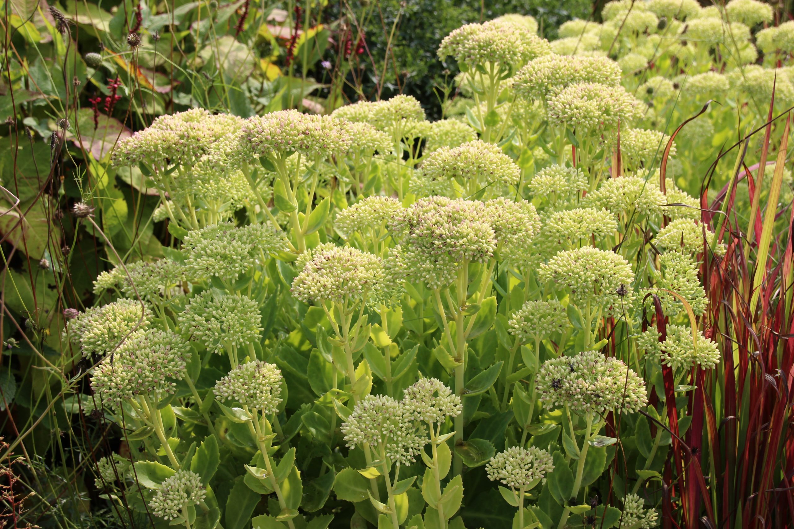 4269_sedum_spectabile_iceberg_SS_002.jpeg