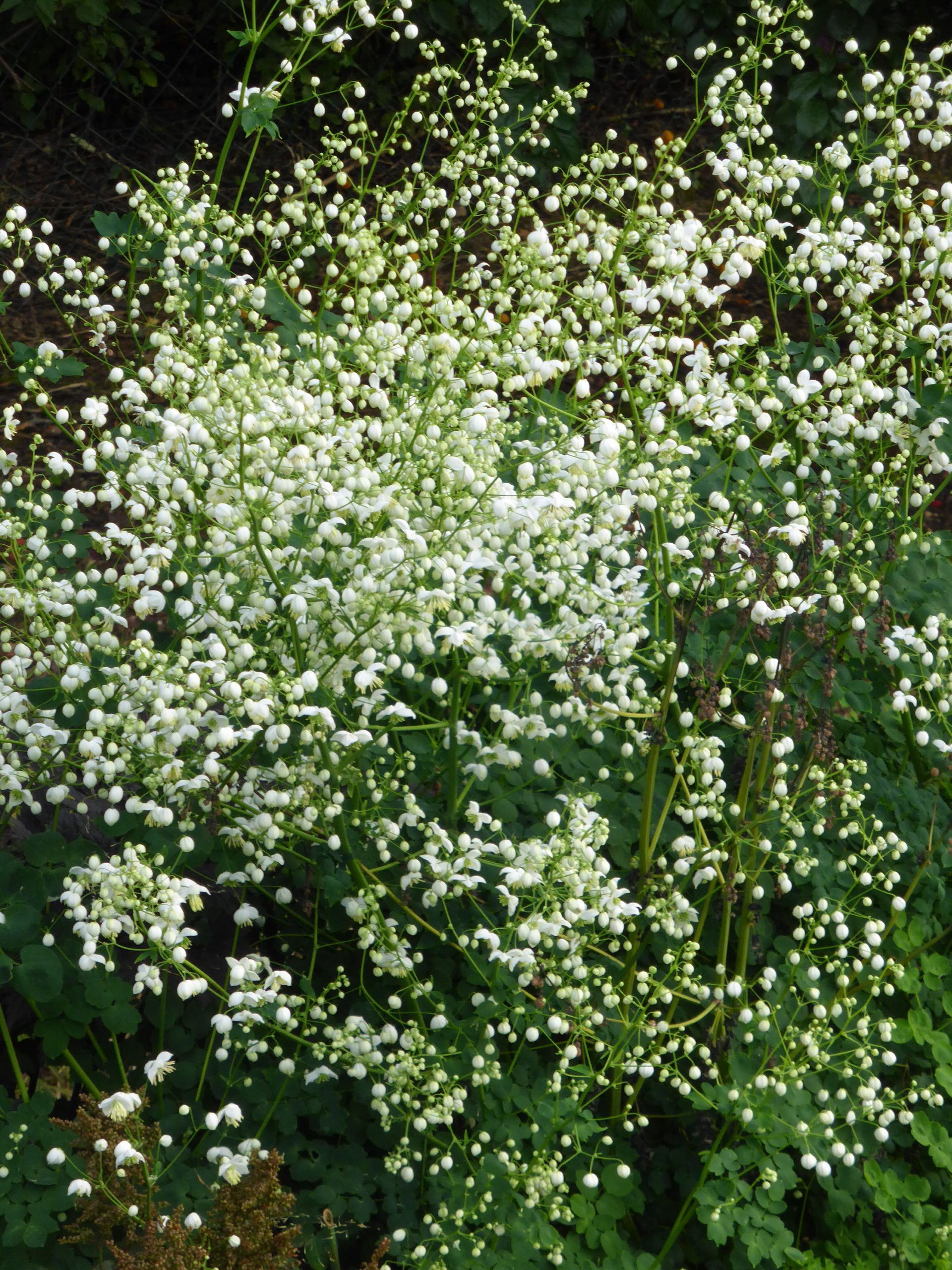 4458_thalictrum_delavayi_splendide_white_SS_001.jpeg