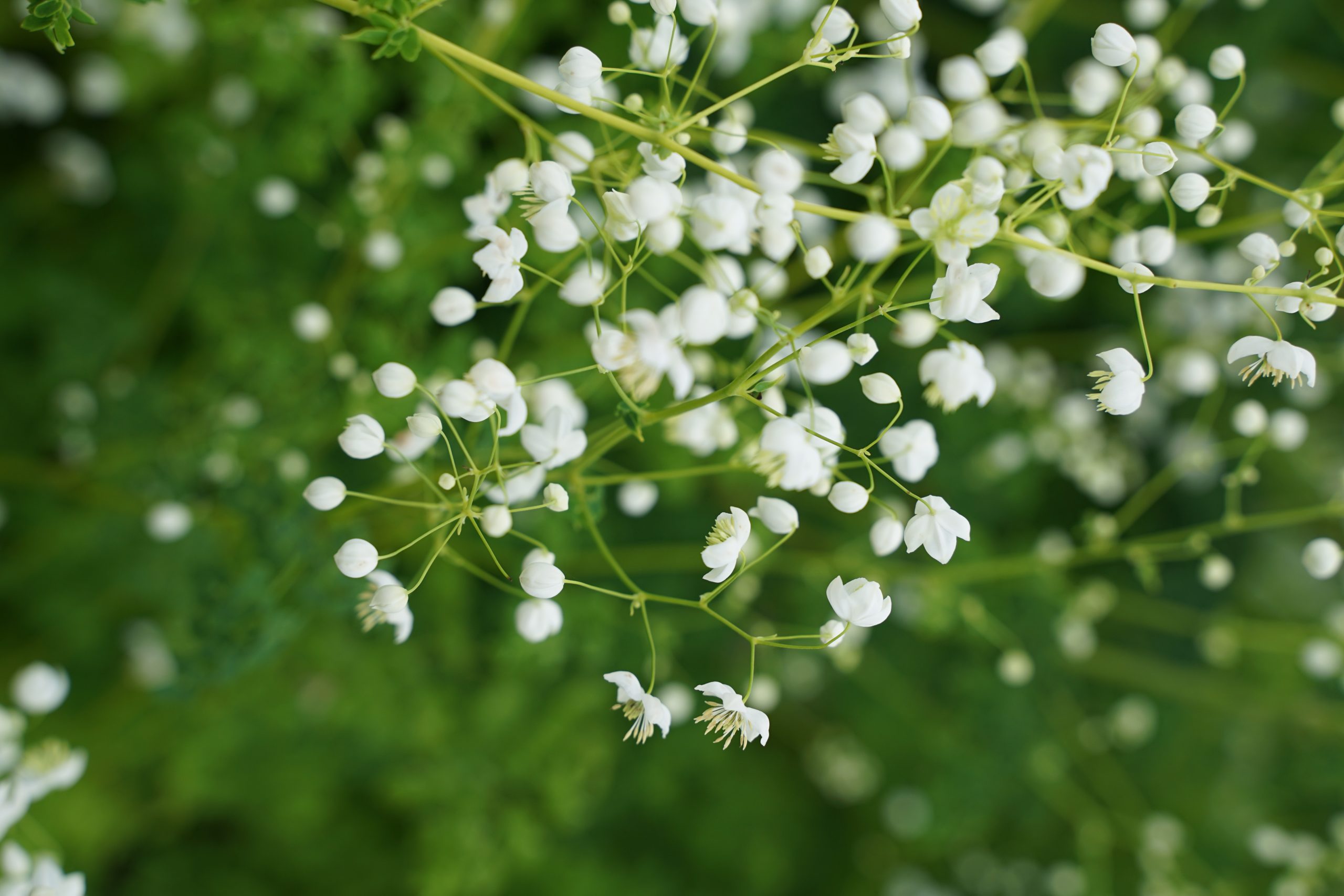 4461_thalictrum_delavayi_splendide_white_SS_004.jpeg