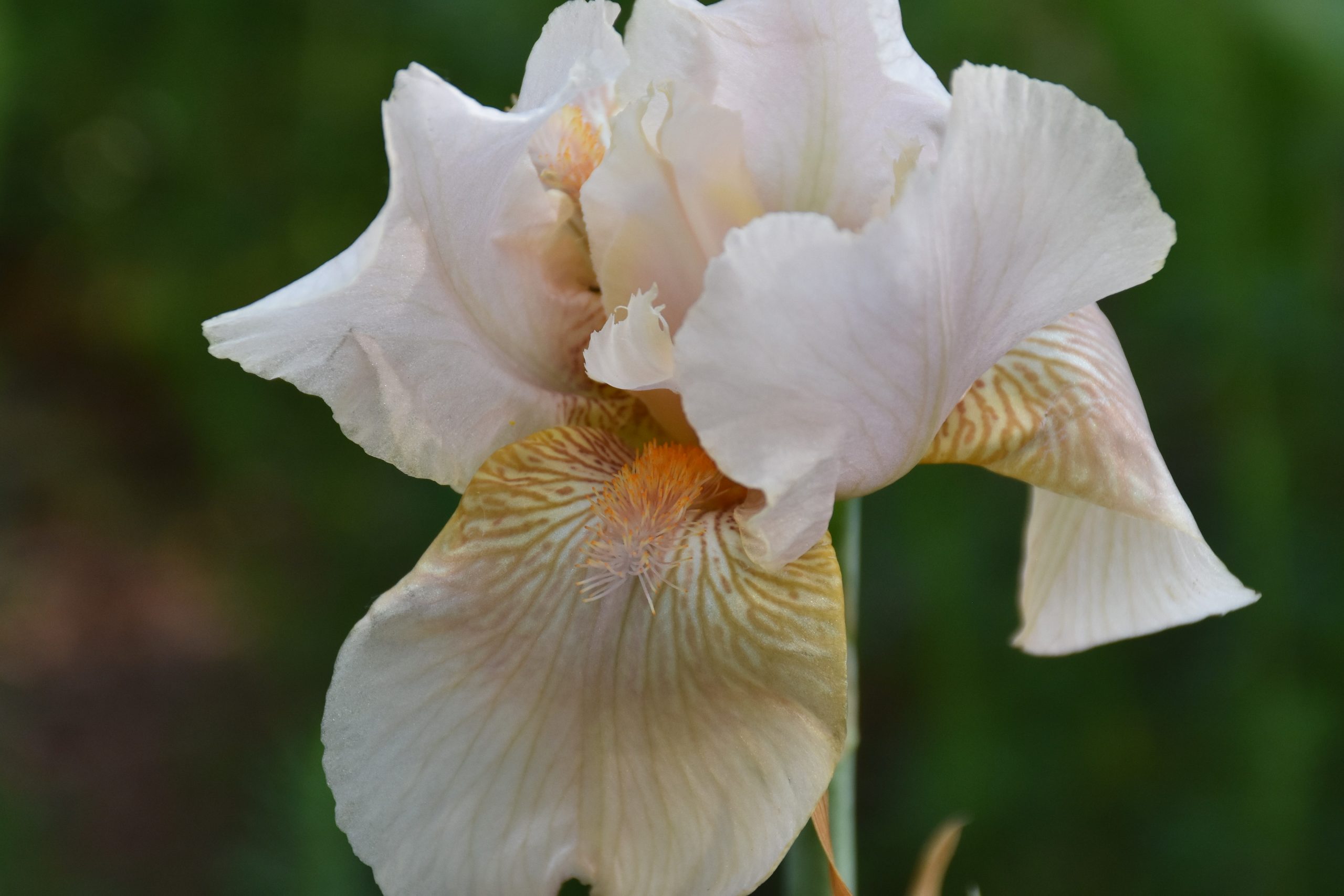 4998_iris_barbata_elatior_constance_wattez_XS_001.jpeg