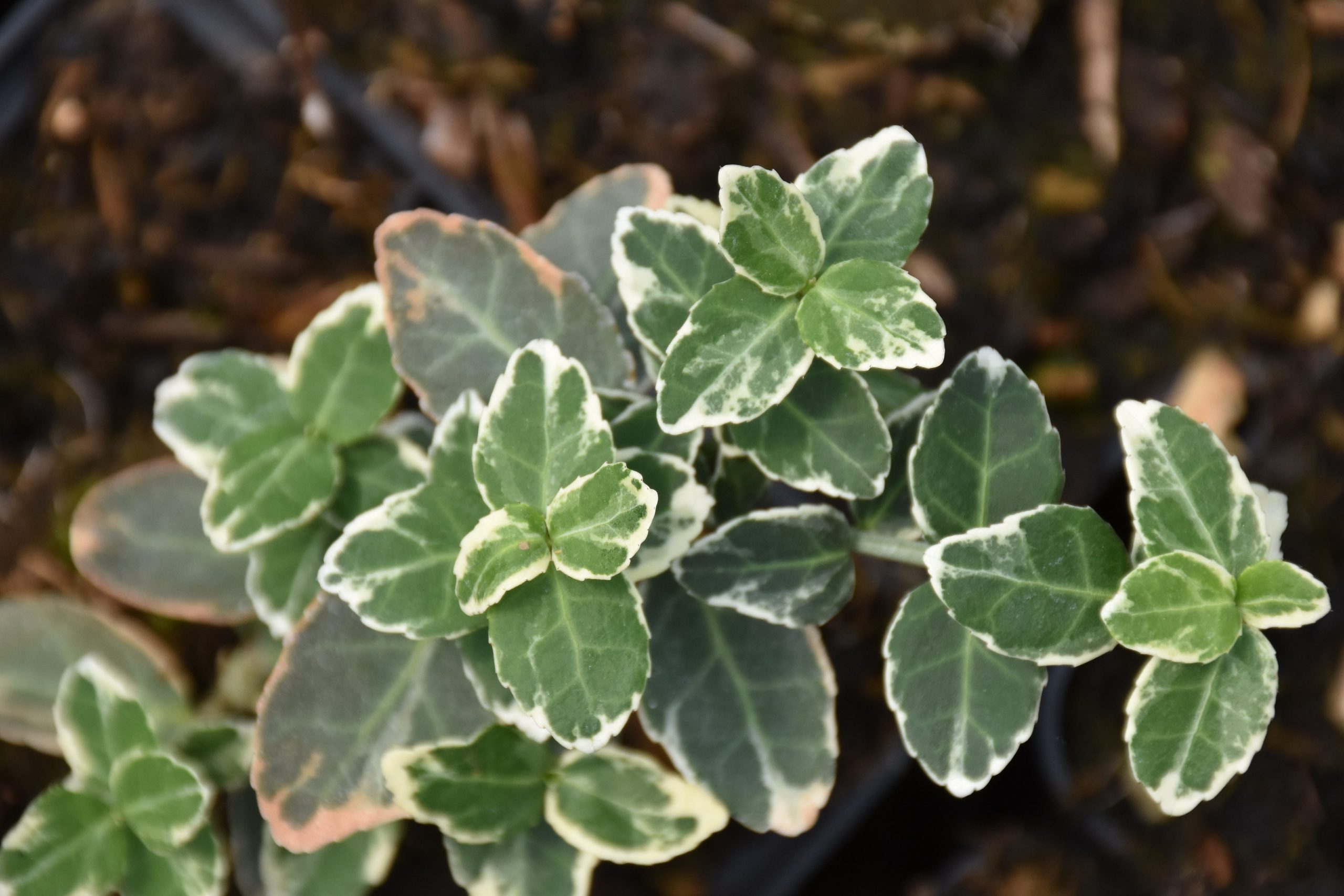 5565_euonymus_fortunei_emerald_gaiety_XS_001.jpeg