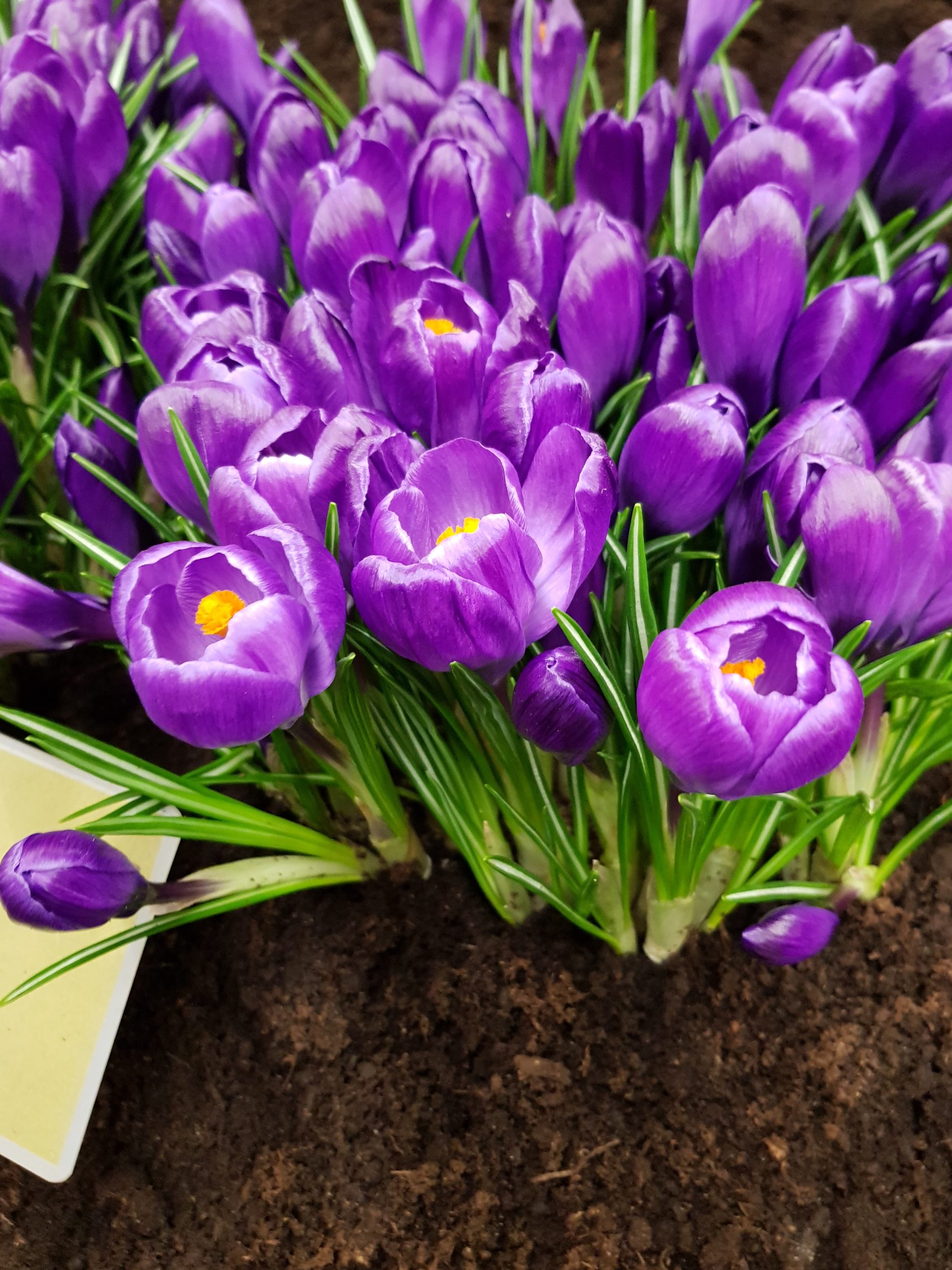 6133_crocus_cultorum_flower_record_ZK_001.jpeg