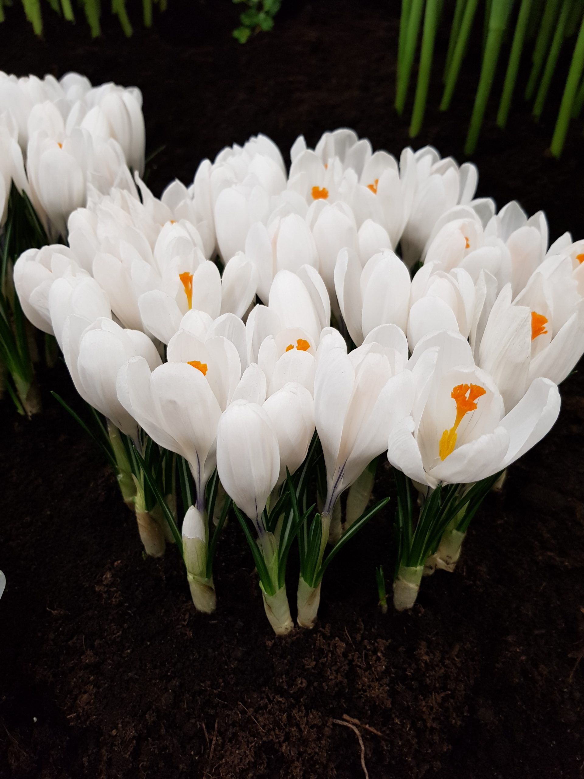 6138_crocus_cultorum_jeanne_darc_ZK_001.jpeg