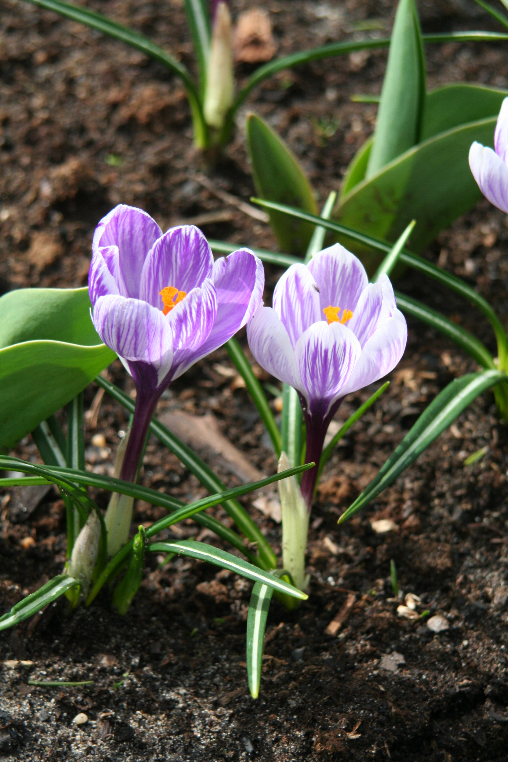 6139_crocus_cultorum_king_of_the_striped_ZK_001.jpeg