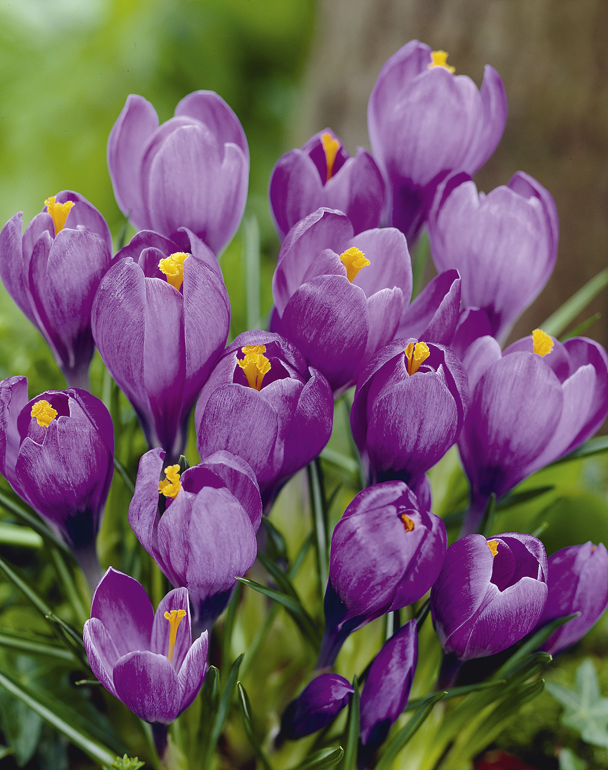 6149_crocus_cultorum_remembrance_ZK_001.jpeg
