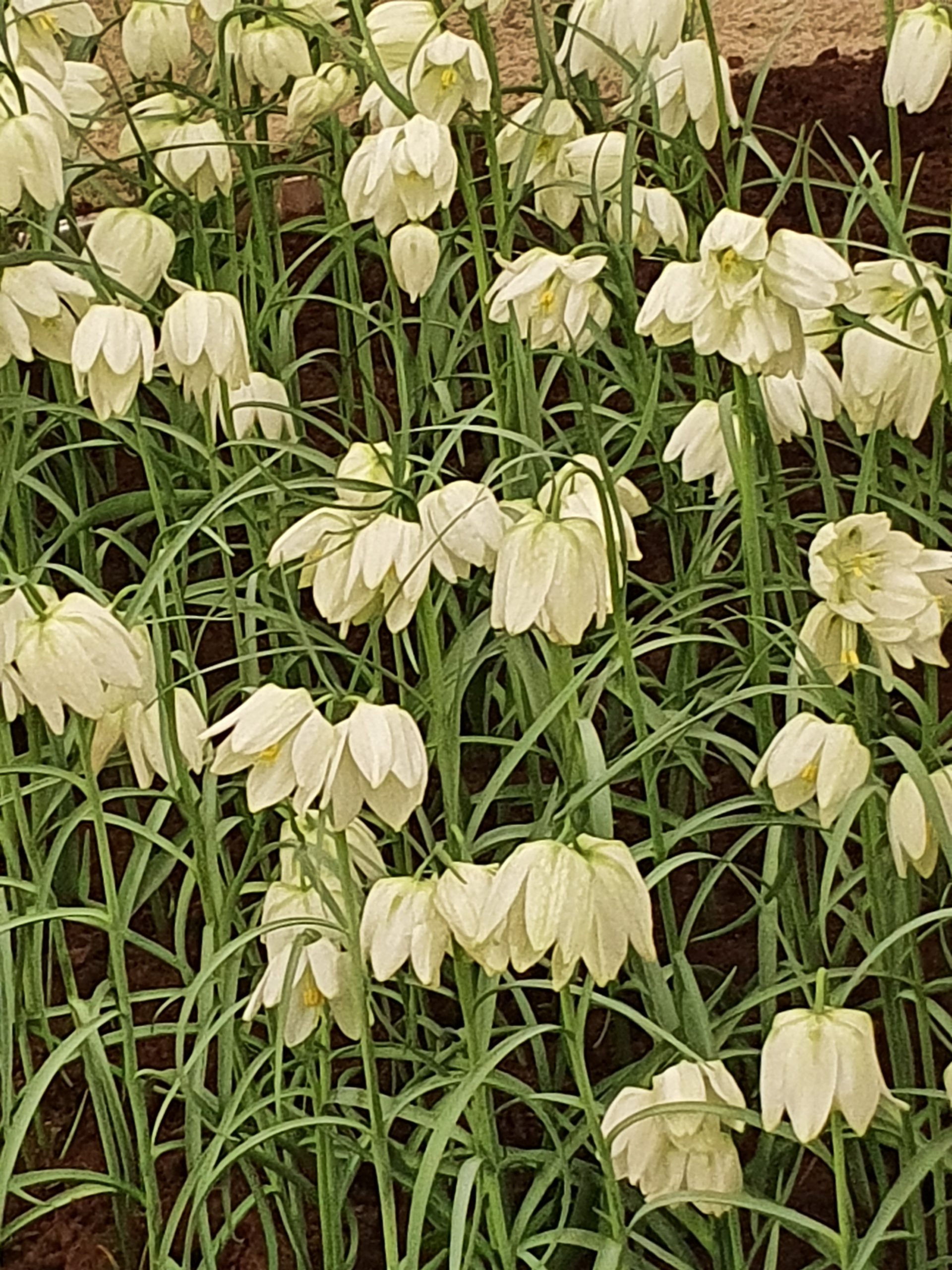 6187_fritillaria_meleagris_alba_ZK_001.jpeg