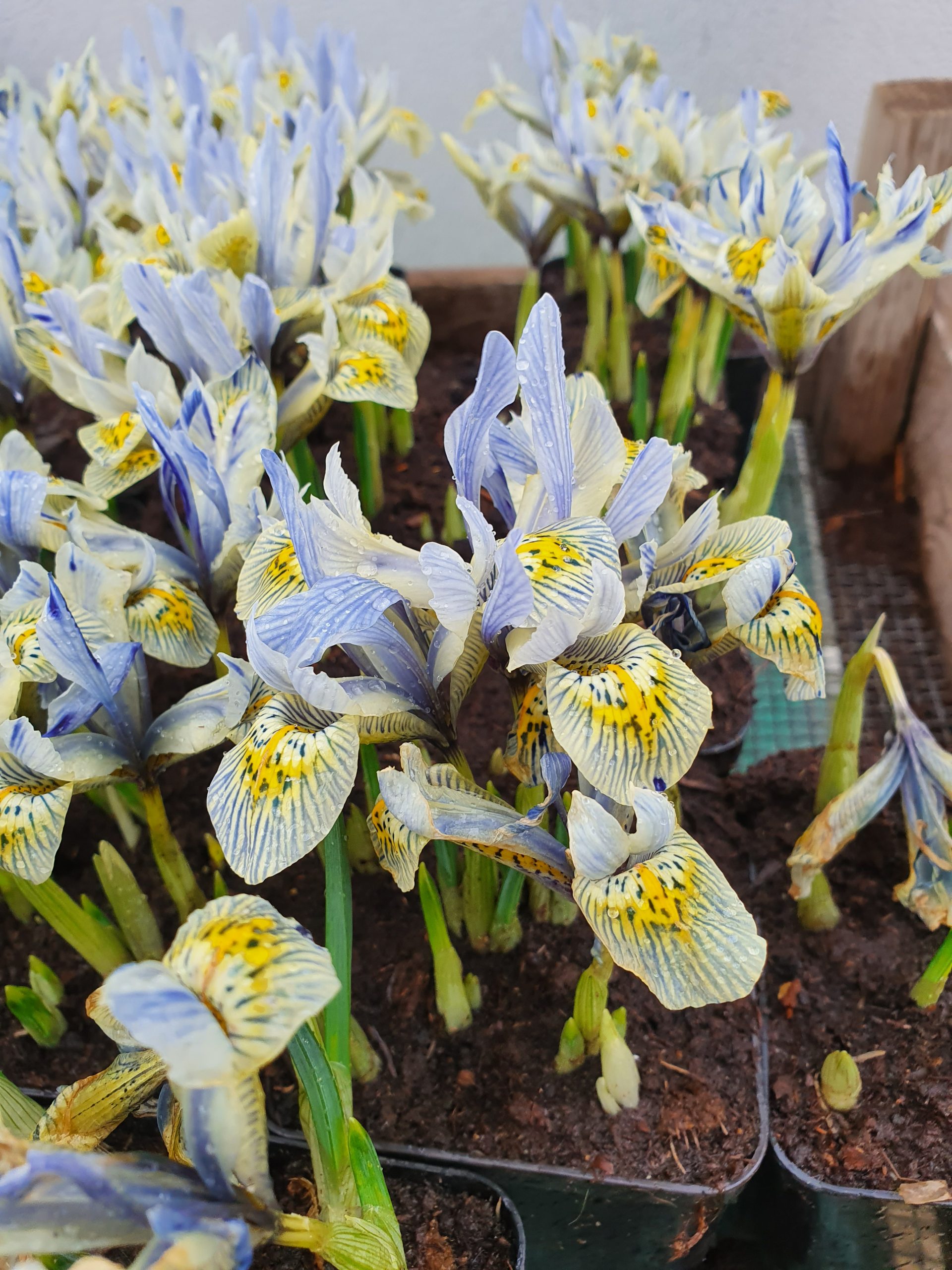 6241_iris_cultorum_katharine_hodgkin_ZK_001.jpeg