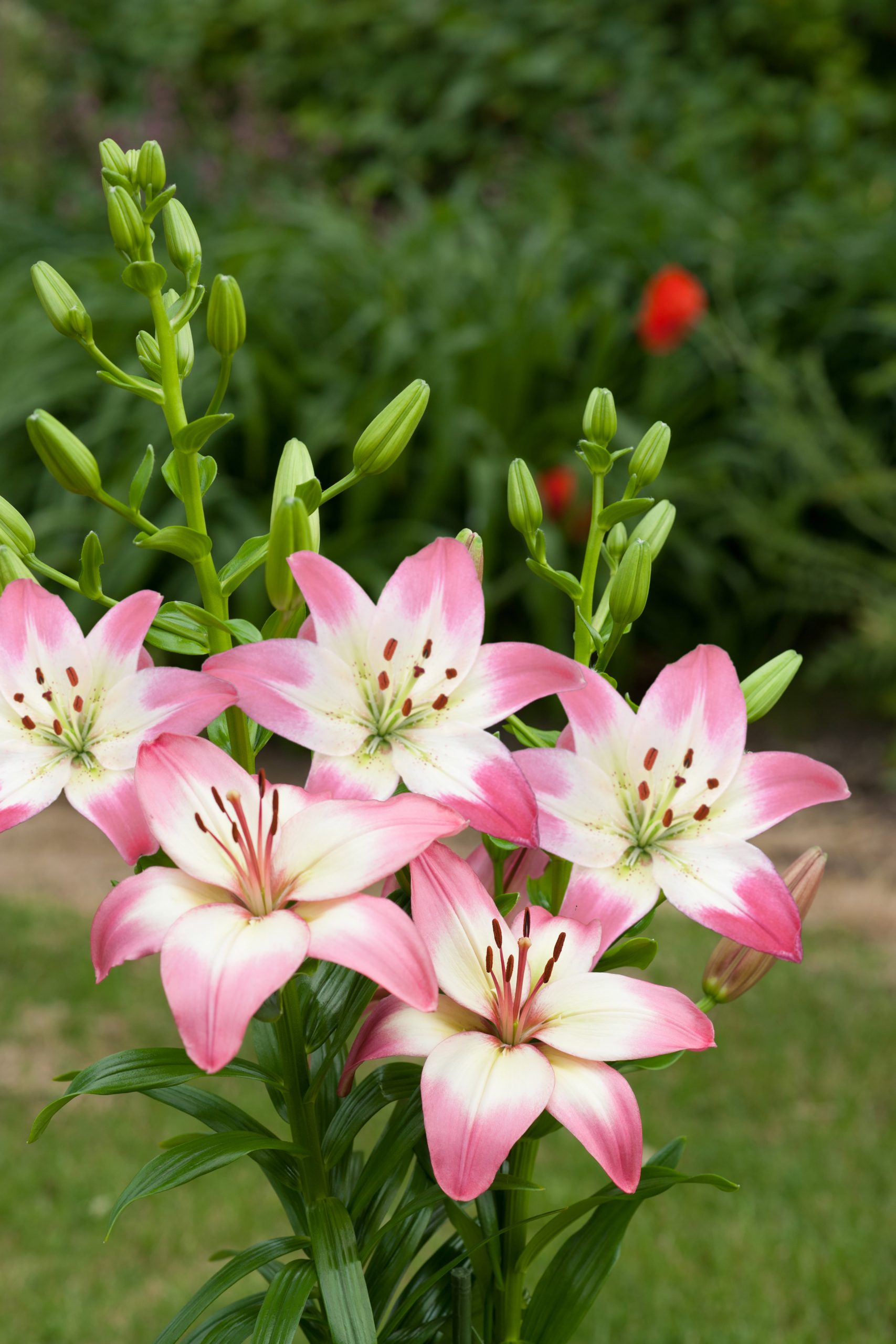 6286_lilium_cultorum_levi_ZK_001.jpeg