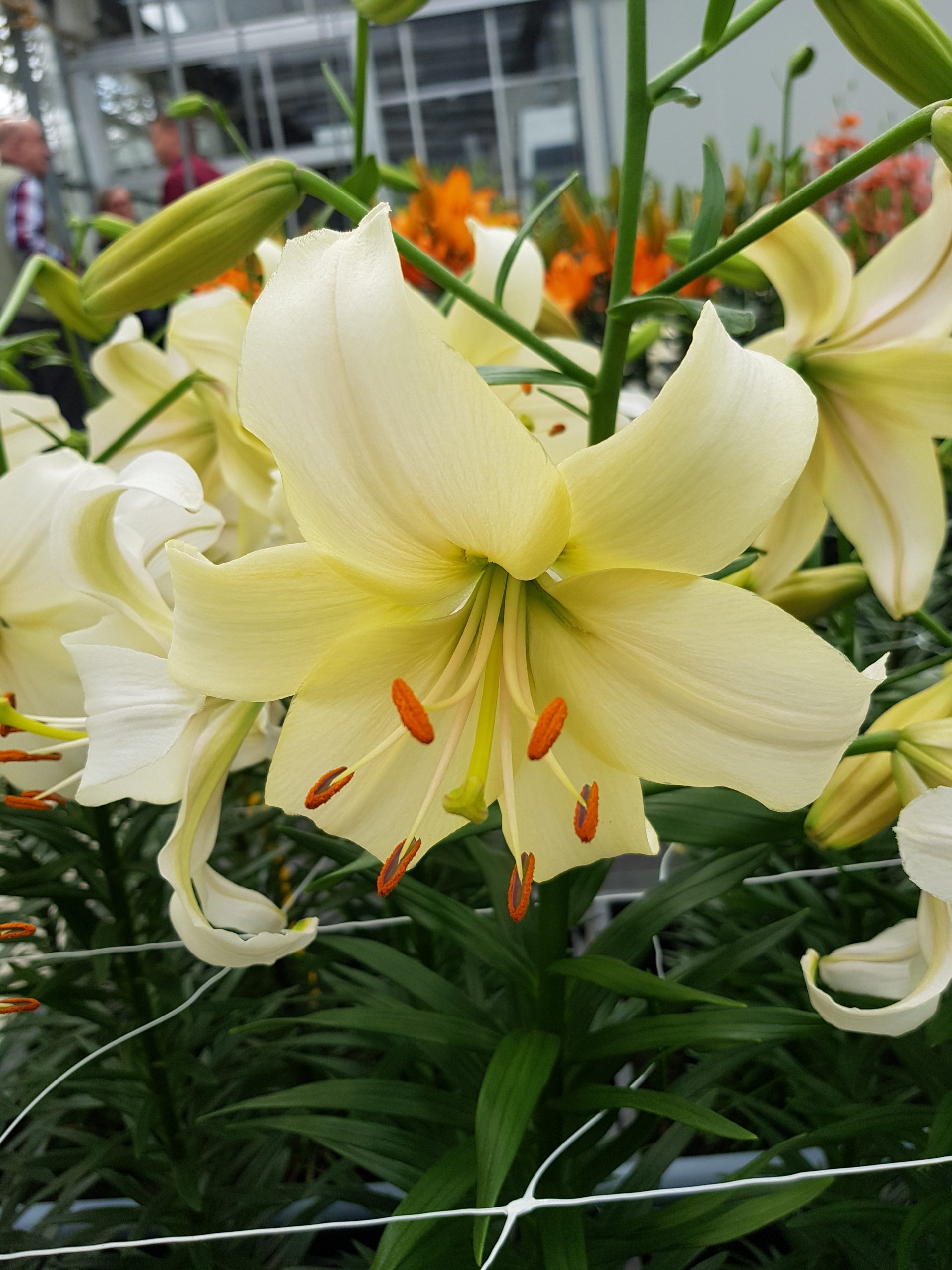 6298_lilium_cultorum_pearl_white_ZK_001.jpeg