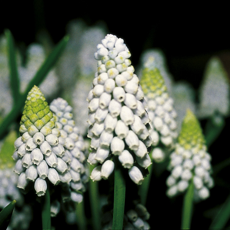 6331_muscari_cultorum_valerie_finnis_ZK_001.jpeg