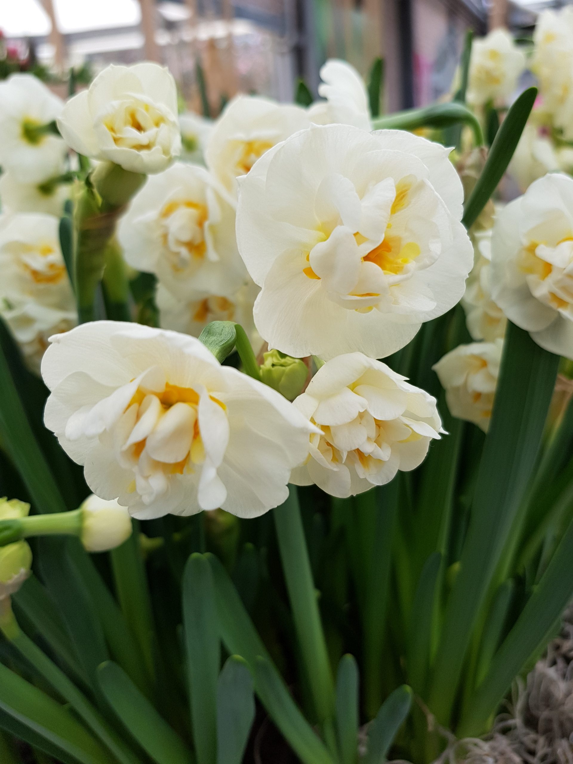 6344_narcissus_cultorum_bridal_crown_ZK_001.jpeg