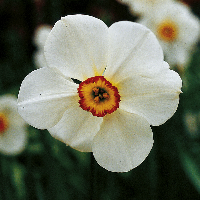 6348_narcissus_cultorum_edna_earl_ZK_001.jpeg