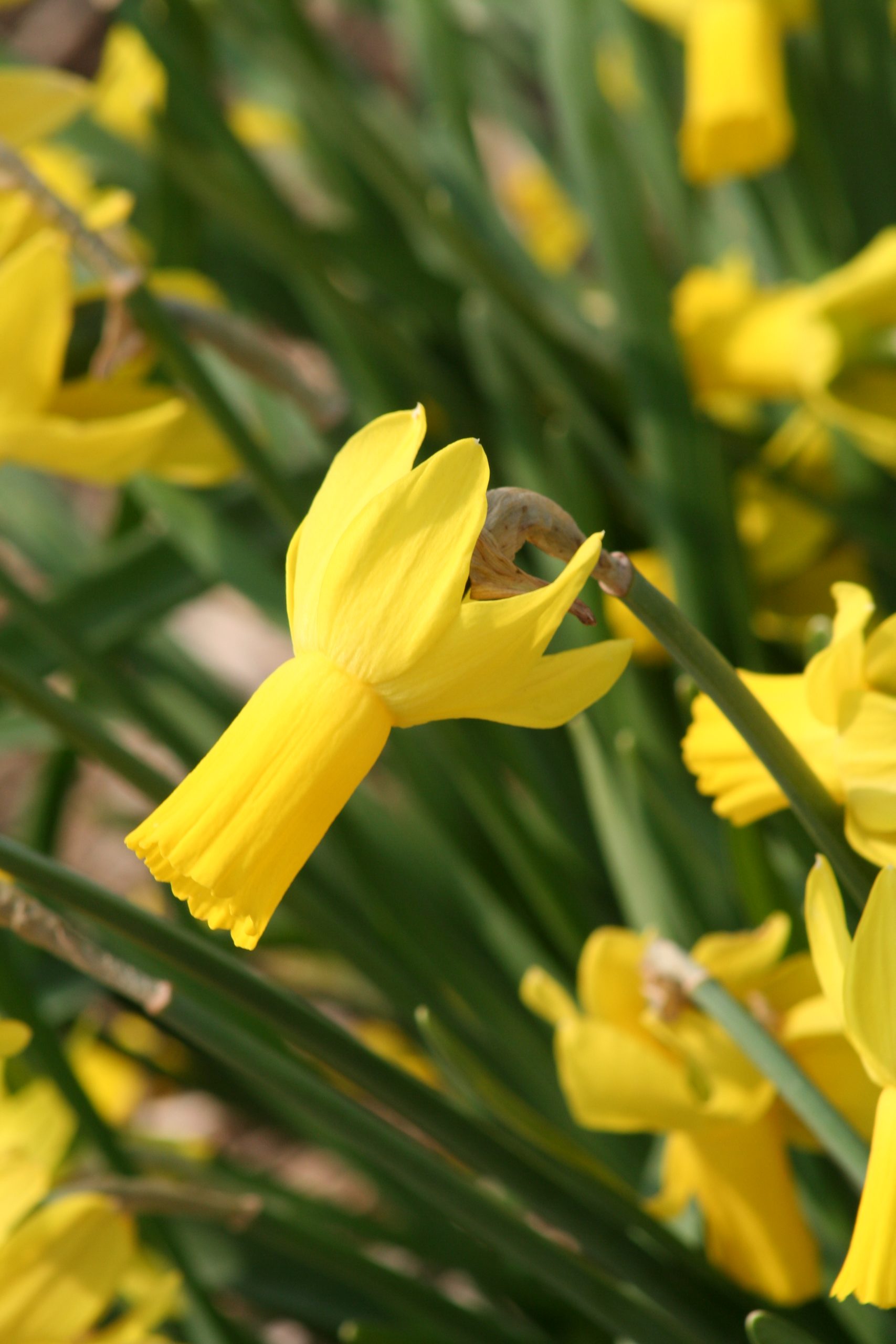 6379_narcissus_cyclamineus_rapture_ZK_001.jpeg