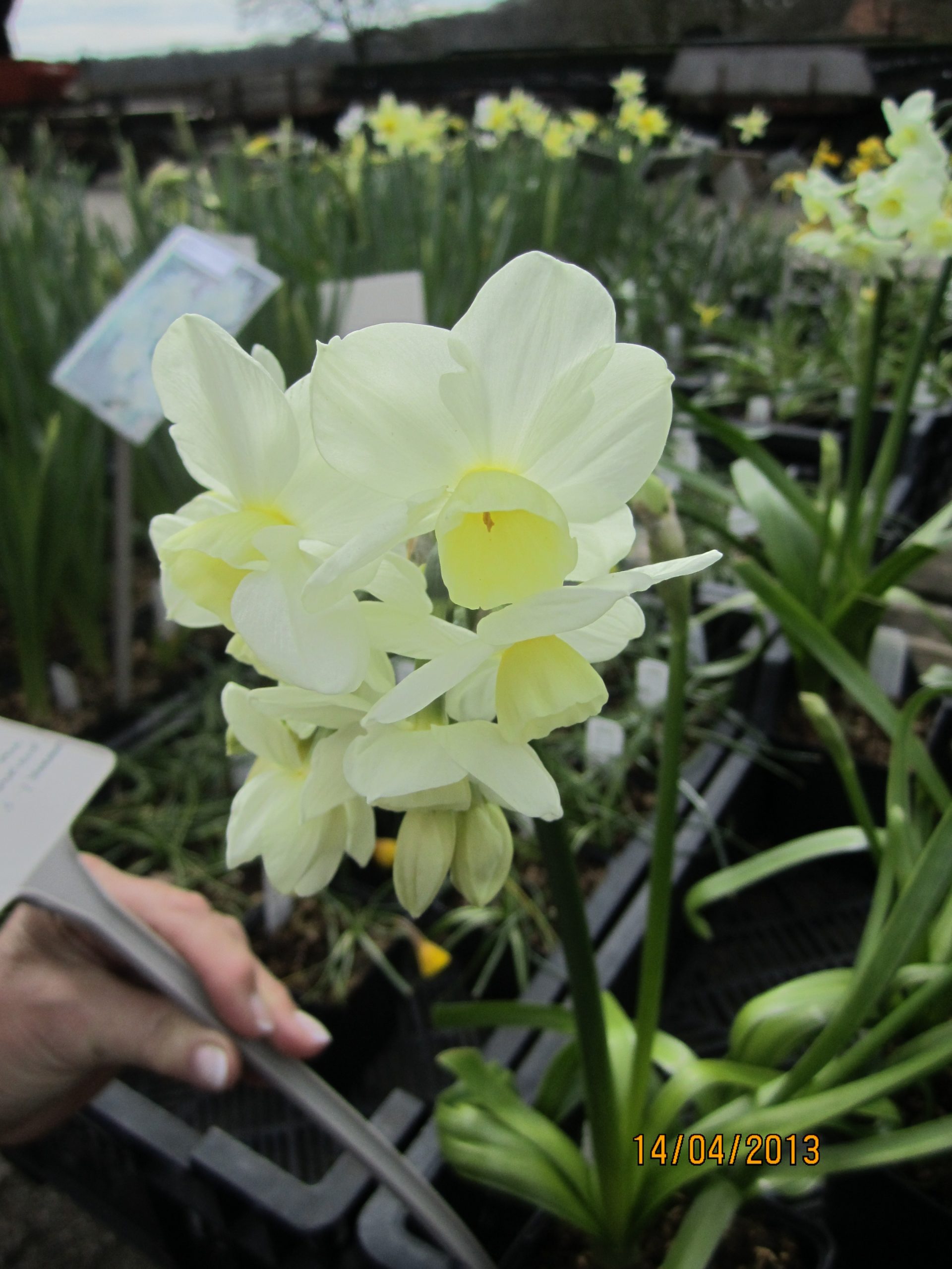 6386_narcissus_cultorum_silver_chimes_ZK_001.jpeg