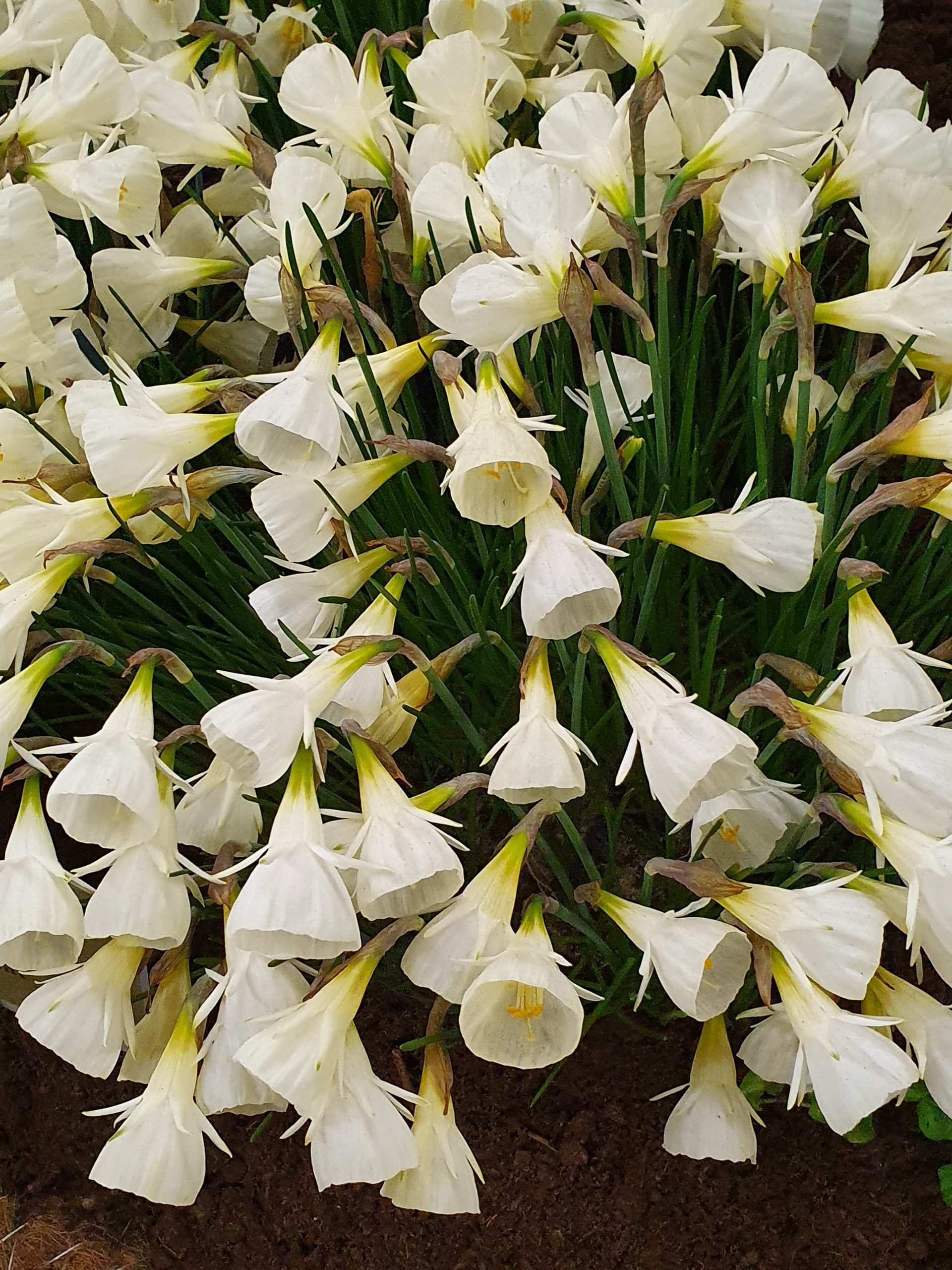 6400_narcissus_bulbocodium_white_petticoat_ZK_001.jpeg