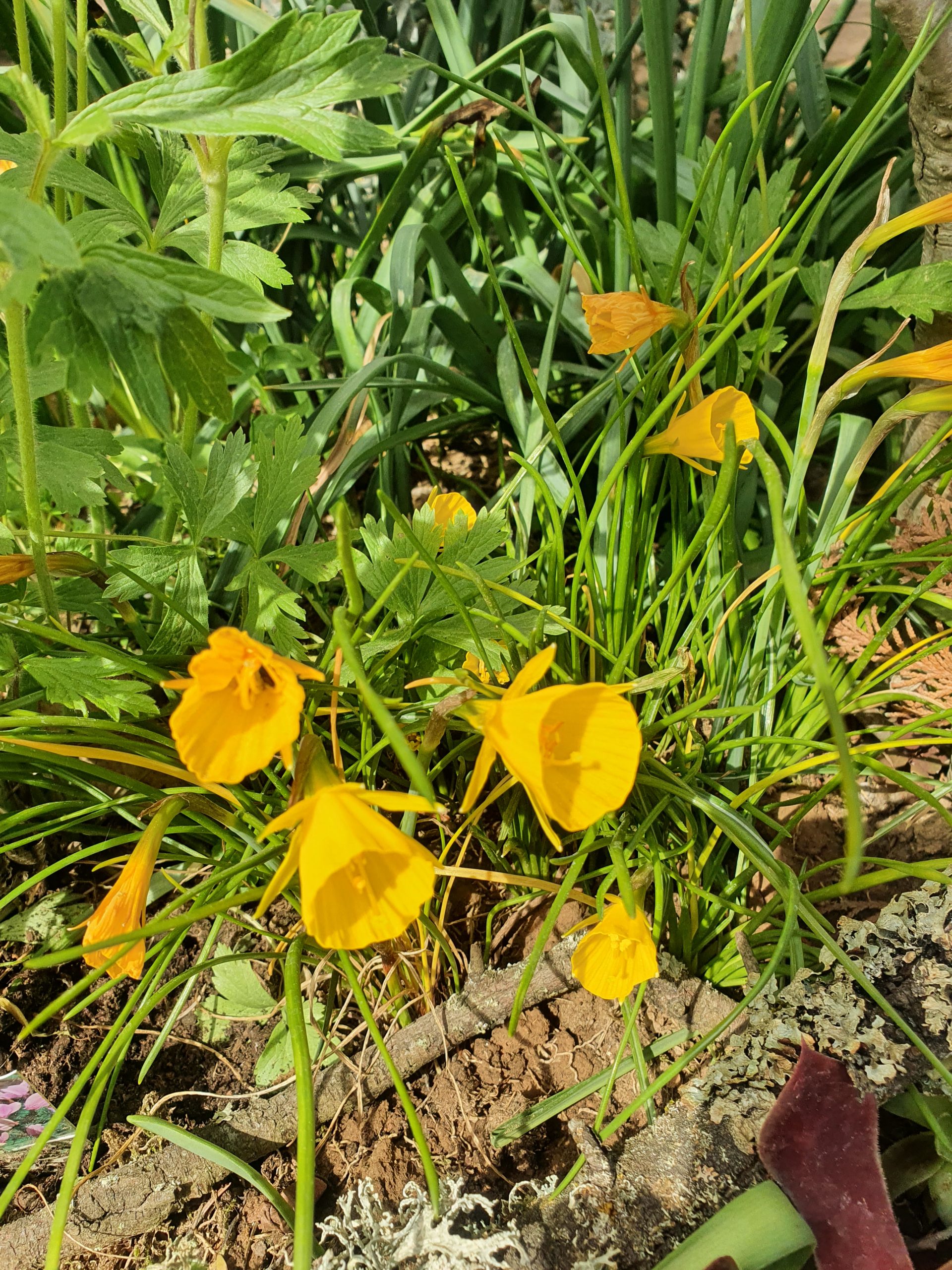 6405_narcissus_bulbocodium_ZK_001.jpeg